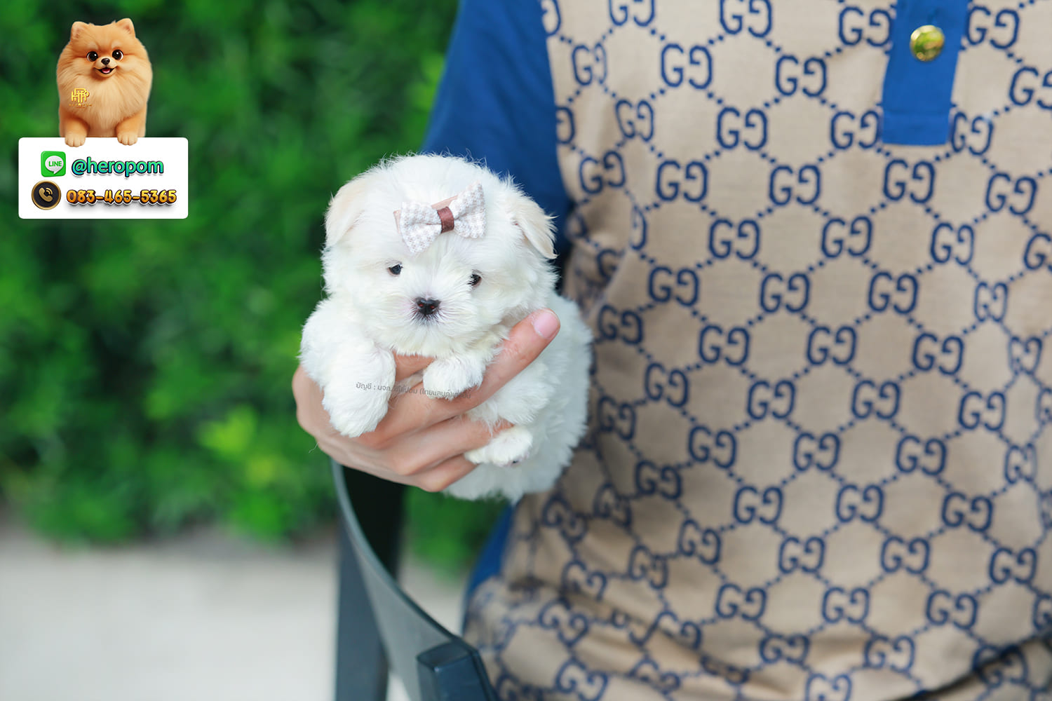 มอลทีส MTM-10573 เพศชาย สีขาว ตัวเล็กตัวน้อยมาก ๆ ขาสั้น ขนแน่นฟู หน้าตาทะเล้น น่ารักมาก ๆ ยิ้มเก่ง ขยันแจกความน่ารักสุด ๆ สายเลือดนำเข้า มีใบรับรองจากสมาคมพัฒนาพันธุ์สุนัข (ใบเพ็ดดีกรีเต็มใบ) ส่งทั่วประเทศ