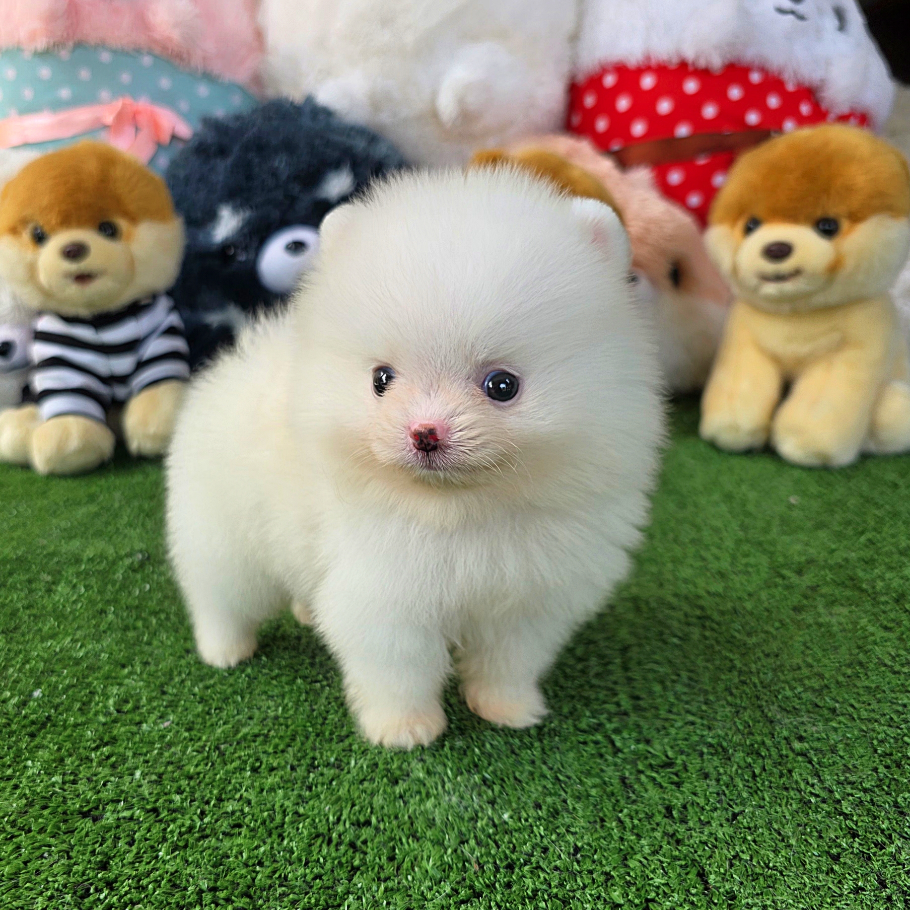 ปอมเมอเรเนี่ยนแท้ สีขาวสำลี เพศผู้ทีคัพที่หรอมเป๊ะสุดๆ Bearface white teacup male