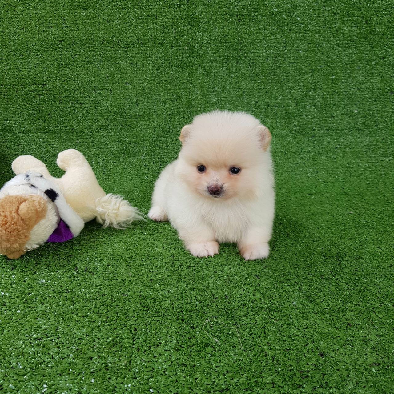 ลูกปอมเมอเรเนียนแท้ ด.ญ.สีขาวครีม ไซร์ทีคัพ