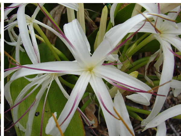 หัวน้ำหอมกลิ่นดอกพลับพลึง Dork Plub Pleung Fragrance