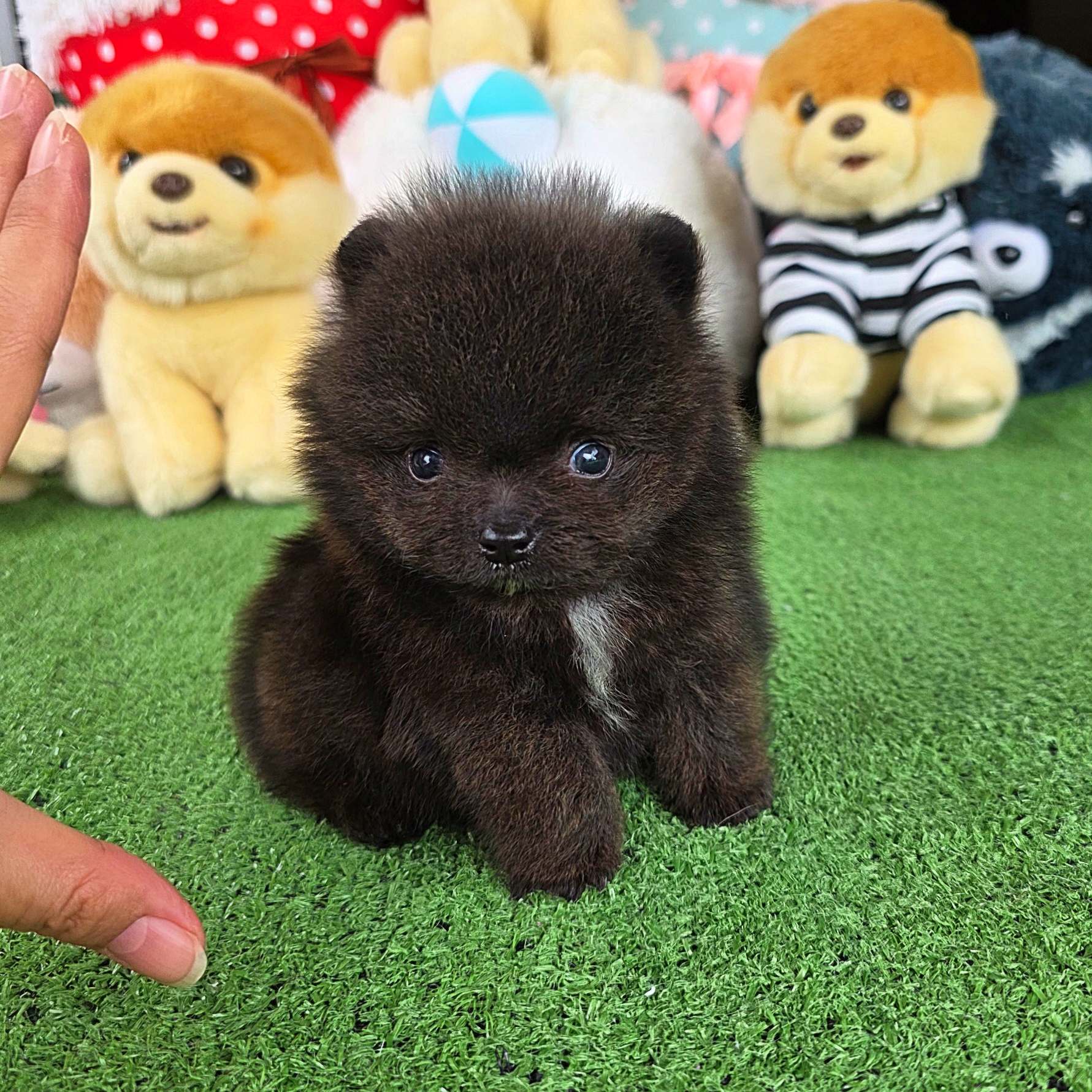 ปอมเมอเรเนี่ยนแท้เพศผู้ ทีคัพ สวยเว่อร์มากก Black teacup male