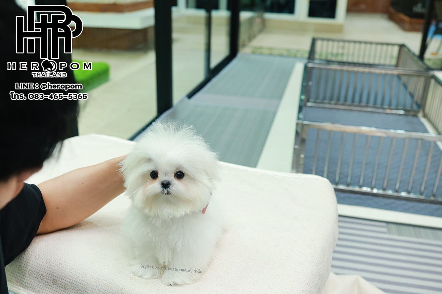 มอลทีส MTF-58066 เพศหญิง สีขาว นำเข้าจากเกาหลี ตากลมโต ตัวเล็กตัวน้อยมาก ๆ ขาสั้น หน้าตาทะเล้น น่ารักมาก ๆ ยิ้มเก่ง ขยันแจกความน่ารักสุด ๆ สายเลือดนำเข้า มีใบรับรองจากสมาคมพัฒนาพันธุ์สุนัข (ใบเพ็ดดีกรีเต็มใบ) ส่งทั่วประเทศ