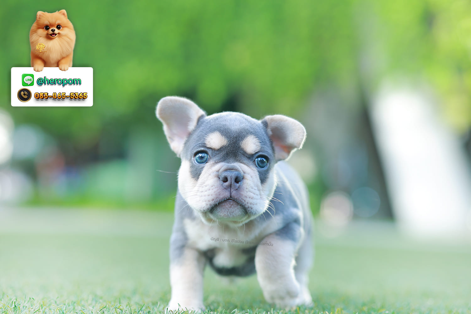 เฟรน บลูด็อก FHF-10959 เพศหญิง สี BlueTan ตัวจิ๋วตัวเล็กมาก สีสวย เป็นเจ้าเด็กอ้วนที่จ้ำม่ำน่าอุ้มมาก มีใบรับรองจากสมาคมพัฒนาพันธุ์สุนัข (ใบเพ็ดดีกรีเต็มใบ) ส่งทั่วประเทศ