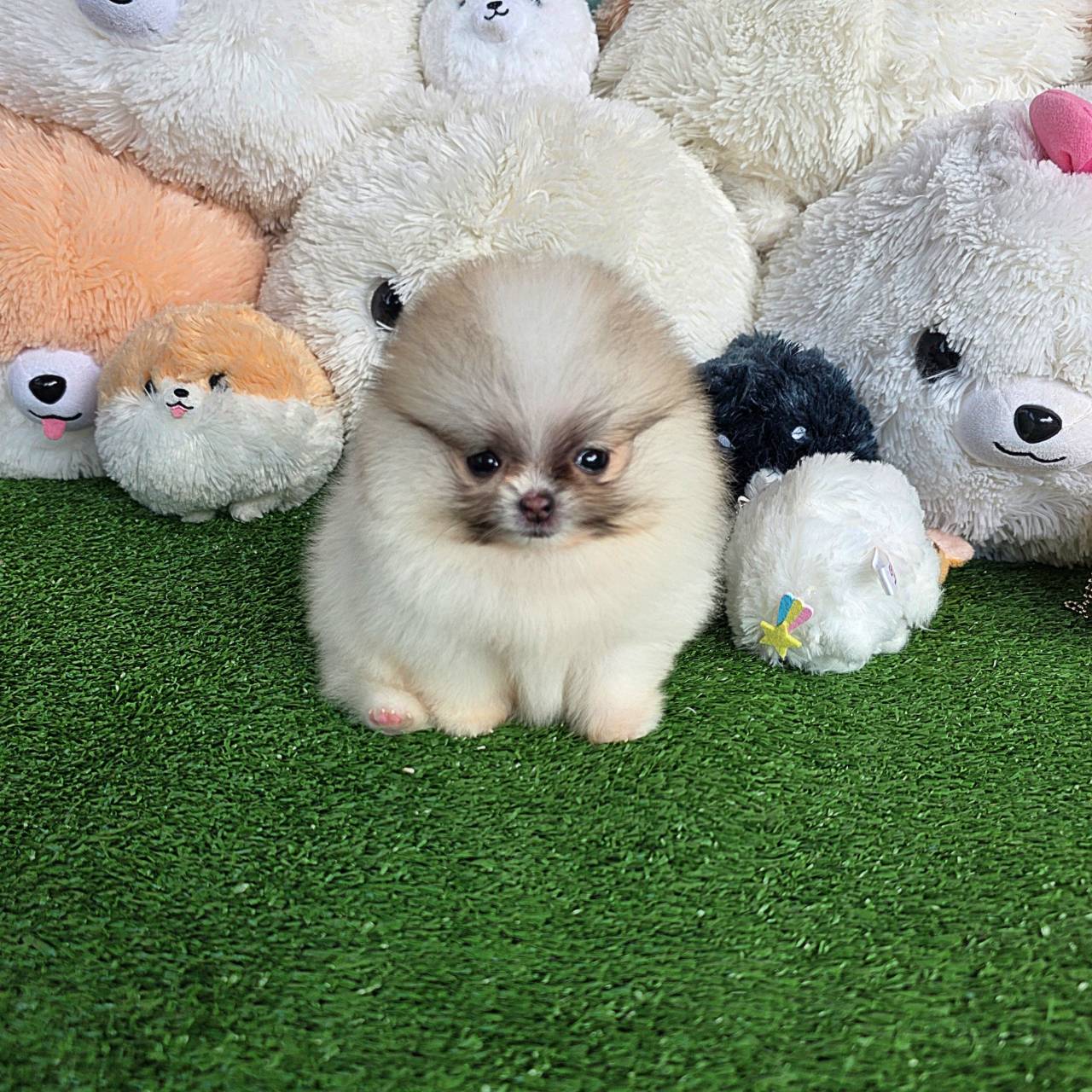 ปอมเมอเรเนี่ยนแท้ ไซส์ทีพ ลูกสาวสวยๆ Parti colors female