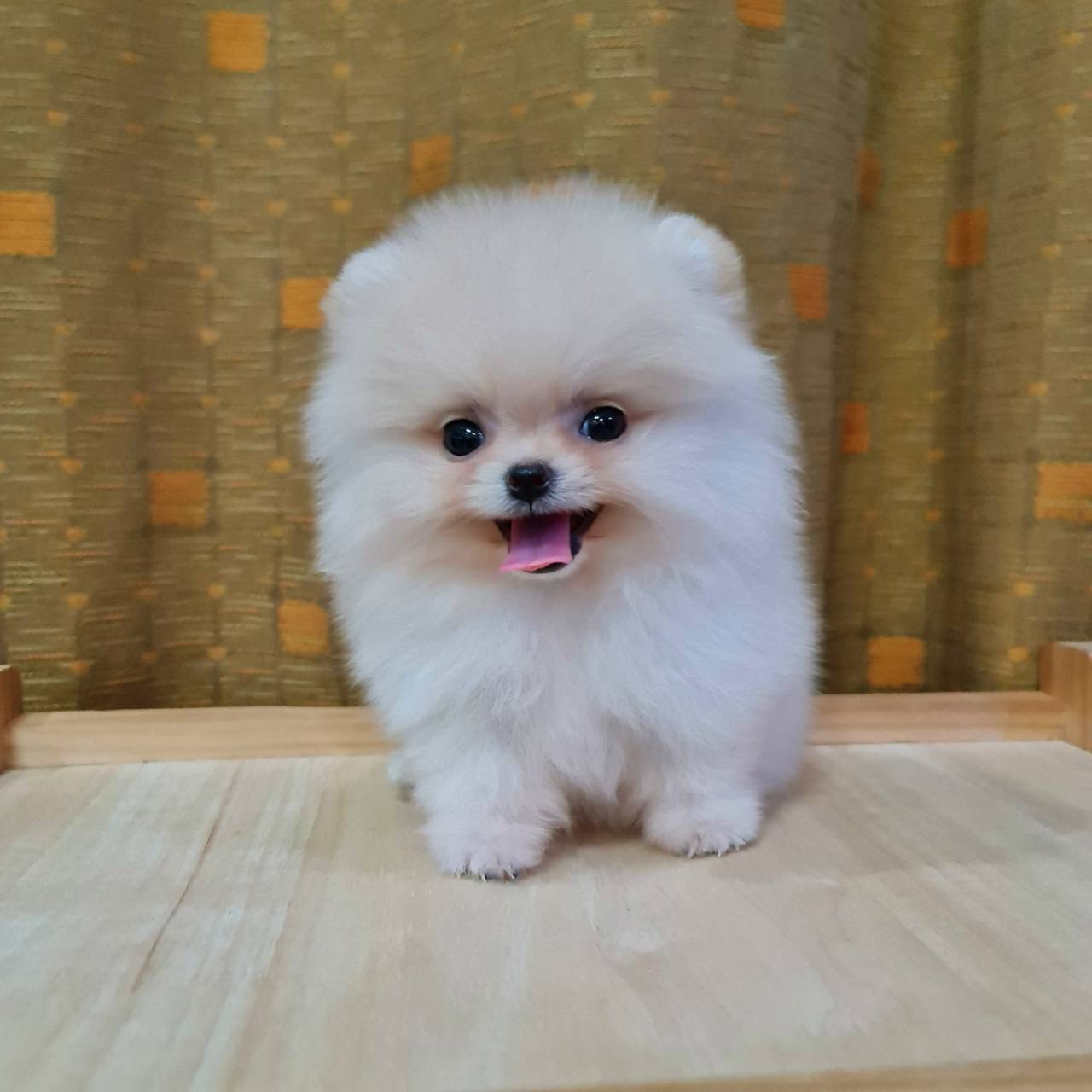 ปอมเมอเรเนี่ยนแท้ทีคัพตัวเล็กขนฟูเพศเมียสีขาวครีม สวยๆ Teacup Bearface female cream colors