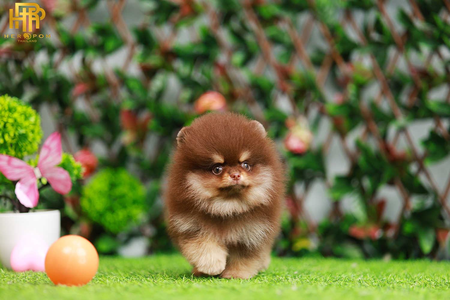 ปอมหน้าหมี ปอมแท้ ปอมเมอเรเนียน HRF-50807 เพศญิง สีช็อคแทน อายุ2 เดือน น้ำหนัก0.58 KG ส่วนสูง 12CM