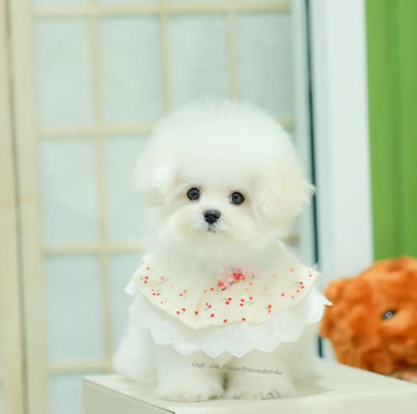 มินิบิชอง BCF-16727 เพศหญิง สีขาว น่ารักมาก ๆ สวยแบบฟีลลูกคุณหนู สวยหวาน ตัวจิ๋ว กินเก่ง น่ารักมาก ๆ ขนก็นุ่ม ขนแน่น มีใบรับรองจากสมาคมพัฒนาพันธุ์สุนัข (ใบเพ็ดดีกรีเต็มใบ) ส่งทั่วประเทศ