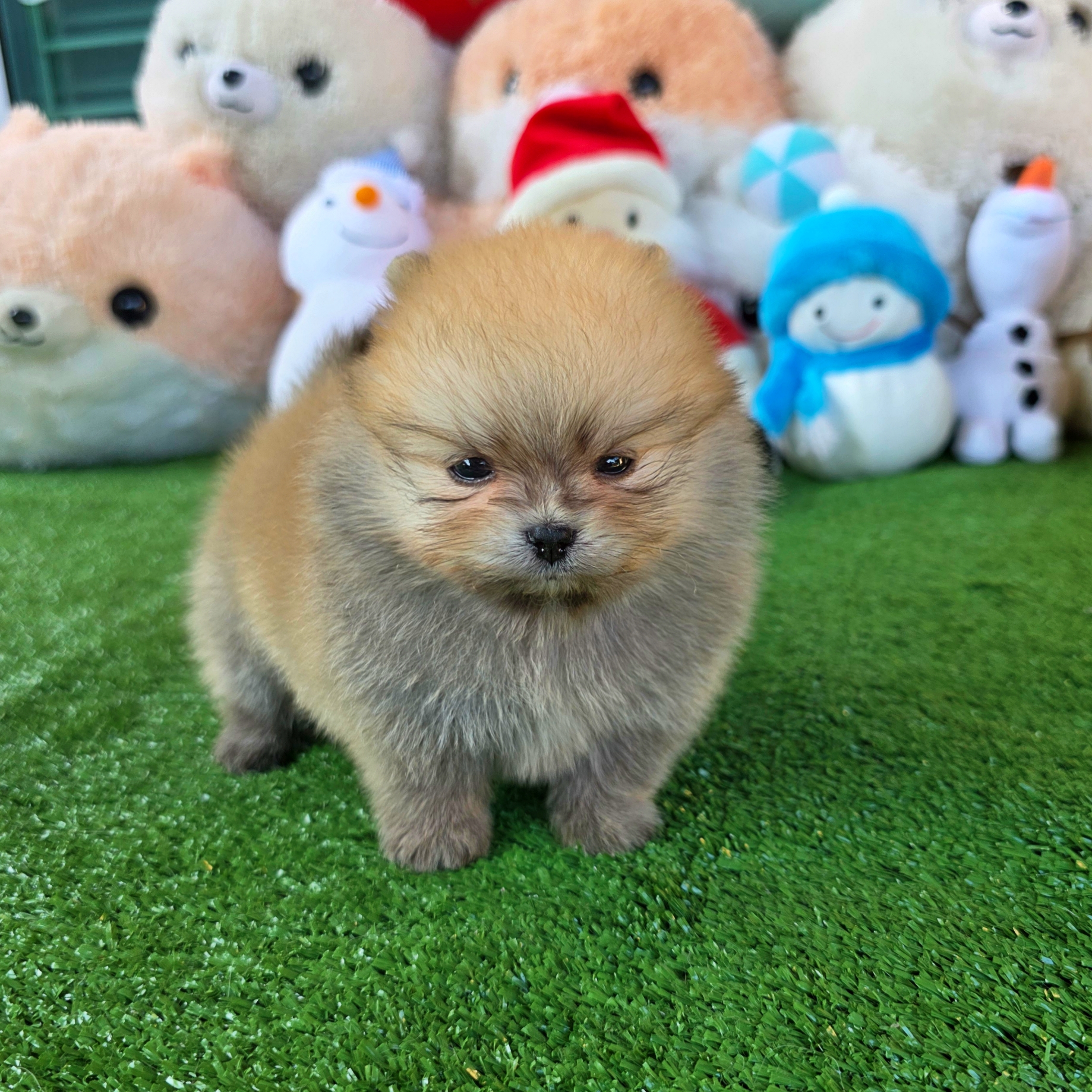 ปอมเมอเรเนี่ยนแท้ เพศชายสวยๆ Orange seble male