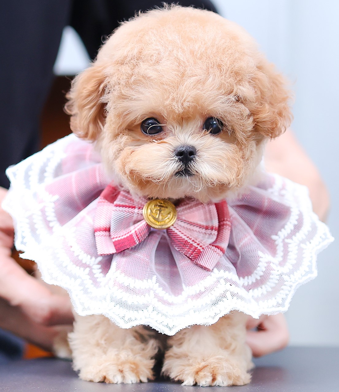 บิชองพู BCF-35597 เพศหญิง สีแชมเปญ อายุ เดือน น้ำหนัก KG ส่วนสูง CM