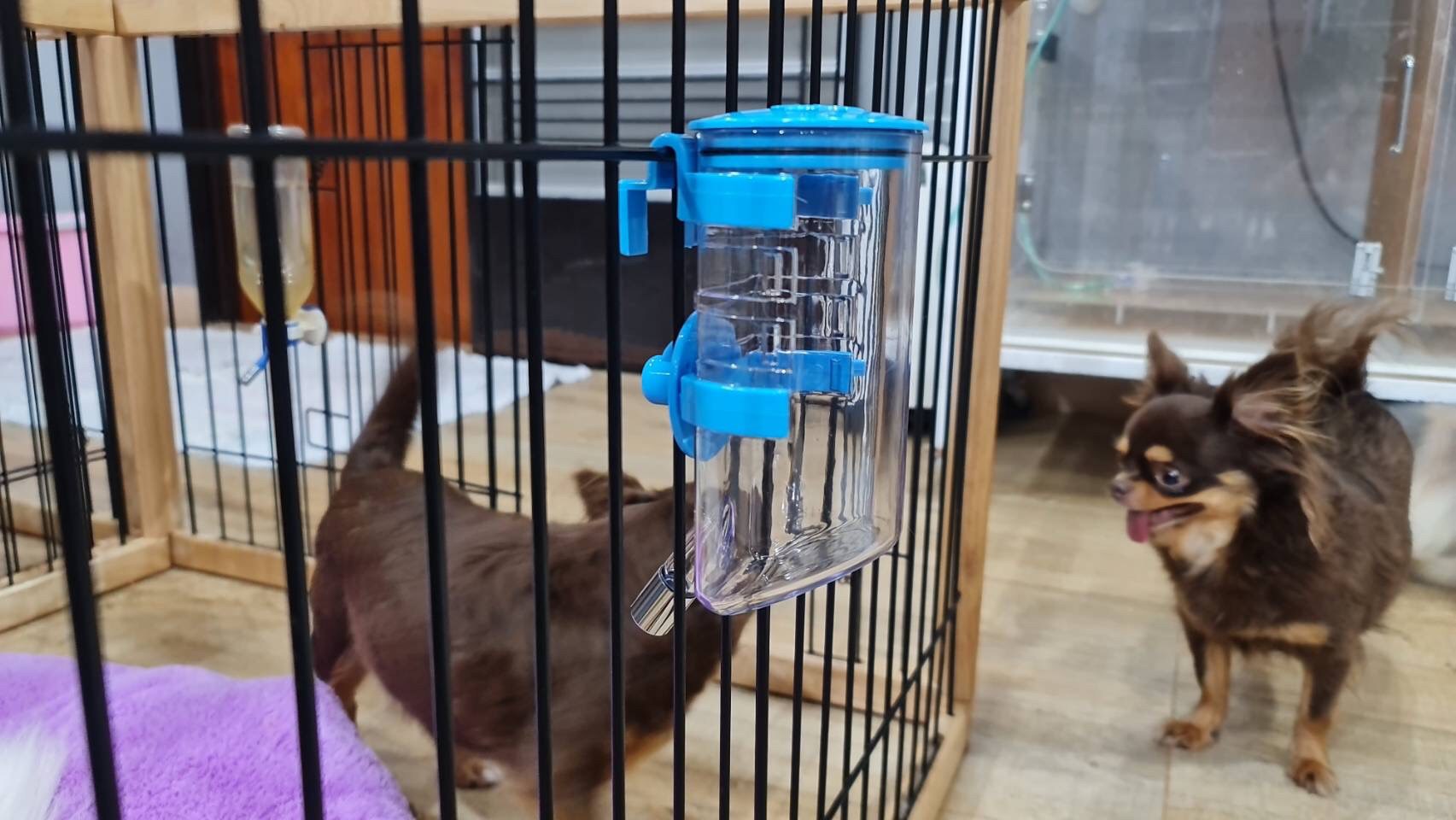 💦🐶 ขวดน้ำสัตว์เลี้ยง แบบแขวน สีฟ้า (ราคารวมส่ง)