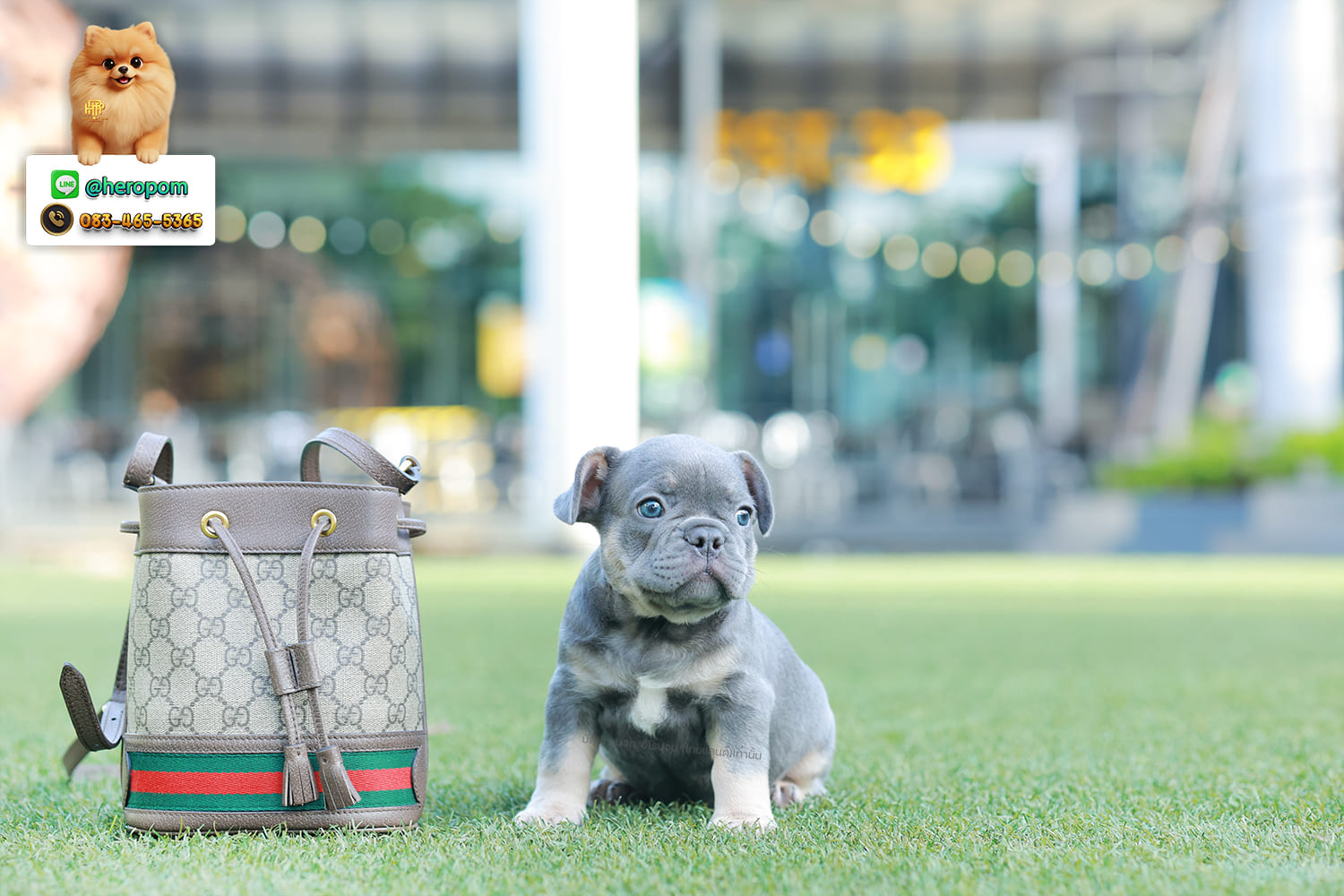 เฟรน บลูด็อก FHM-10955 เพศชาย สี BlueTan ตัวจิ๋วตัวเล็กมาก สีสวย เป็นเจ้าเด็กอ้วนที่จ้ำม่ำน่าอุ้มมาก มีใบรับรองจากสมาคมพัฒนาพันธุ์สุนัข (ใบเพ็ดดีกรีเต็มใบ) ส่งทั่วประเทศ