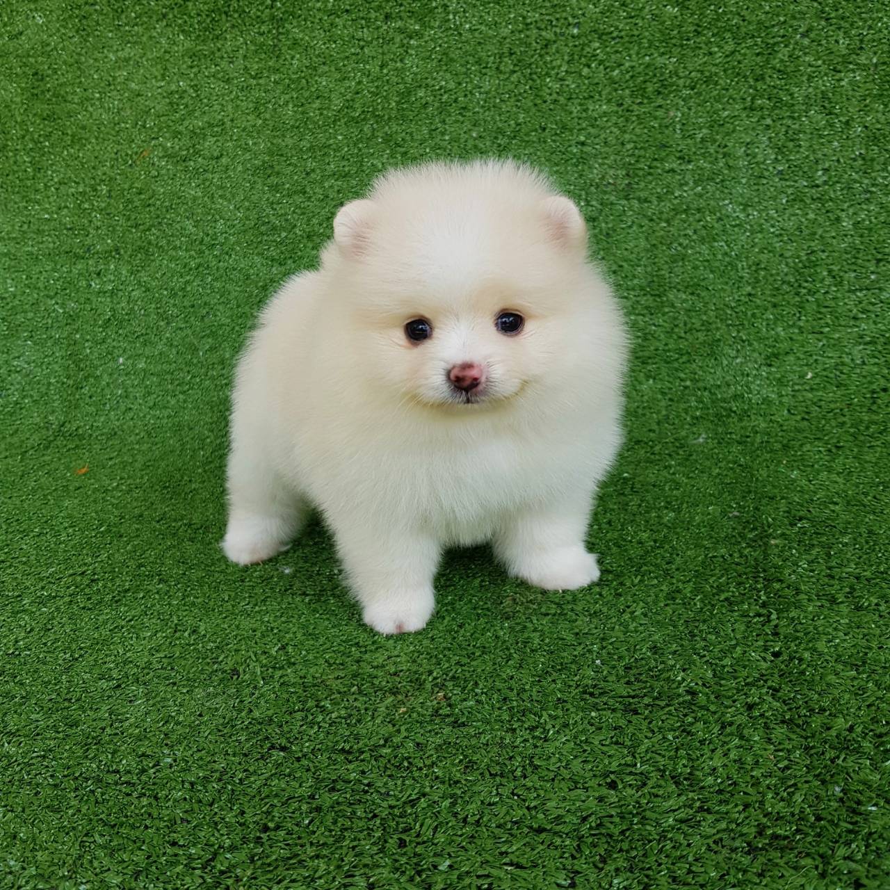 ลูกปอมเมอเรเนียแท้ ด.ญ สีครีม