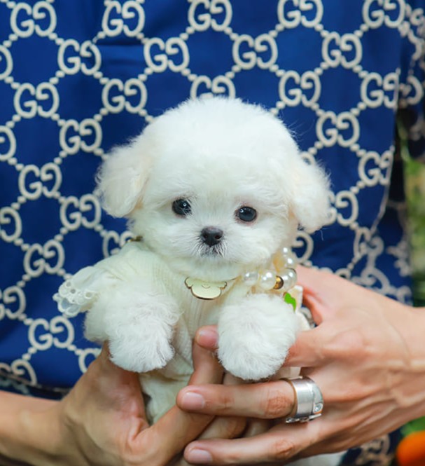 มินิบิชอง BCF-24529 เพศหญิง สีขาว น่ารักมาก ขนนุ่มขนแน่น หน้าแบ๊ว เห็นแล้วใจละลายมาก ถ้าได้อุ้มแล้วจะวางไม่ลงแน่นอน มีใบรับรองจากสมาคมพัฒนาพันธุ์สุนัข (ใบเพ็ดดีกรีเต็มใบ) ส่งทั่วประเทศ