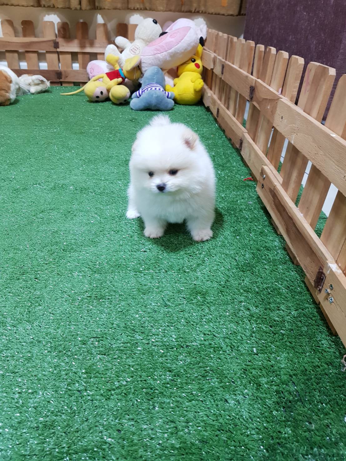 ลูกปอมเมอเรเนียนแท้ ด.ญ สีขาว