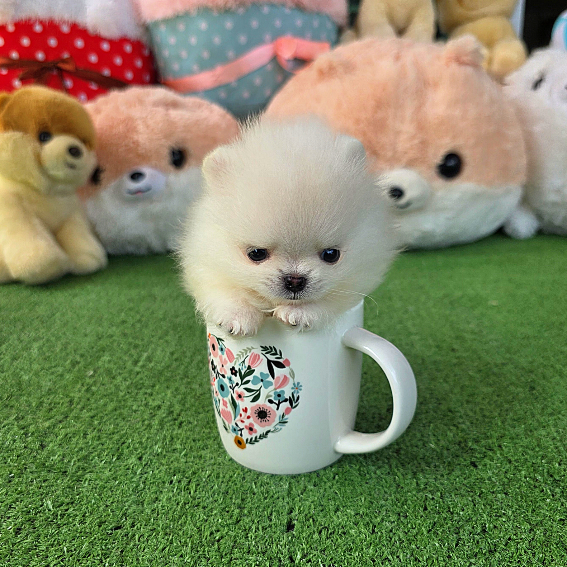 ปอมเมอเรเนี่ยนแท้ เพศเมีย ไซส์ทีคัพสวยๆ Teacup white female