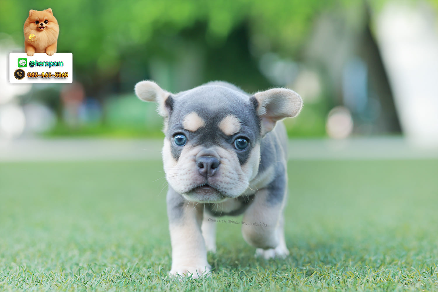 เฟรน บลูด็อก FHF-10959 เพศหญิง สี BlueTan ตัวจิ๋วตัวเล็กมาก สีสวย เป็นเจ้าเด็กอ้วนที่จ้ำม่ำน่าอุ้มมาก มีใบรับรองจากสมาคมพัฒนาพันธุ์สุนัข (ใบเพ็ดดีกรีเต็มใบ) ส่งทั่วประเทศ