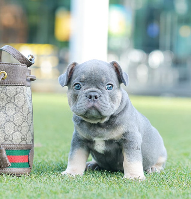 เฟรน บลูด็อก FHM-10955 เพศชาย สี BlueTan ตัวจิ๋วตัวเล็กมาก สีสวย เป็นเจ้าเด็กอ้วนที่จ้ำม่ำน่าอุ้มมาก มีใบรับรองจากสมาคมพัฒนาพันธุ์สุนัข (ใบเพ็ดดีกรีเต็มใบ) ส่งทั่วประเทศ