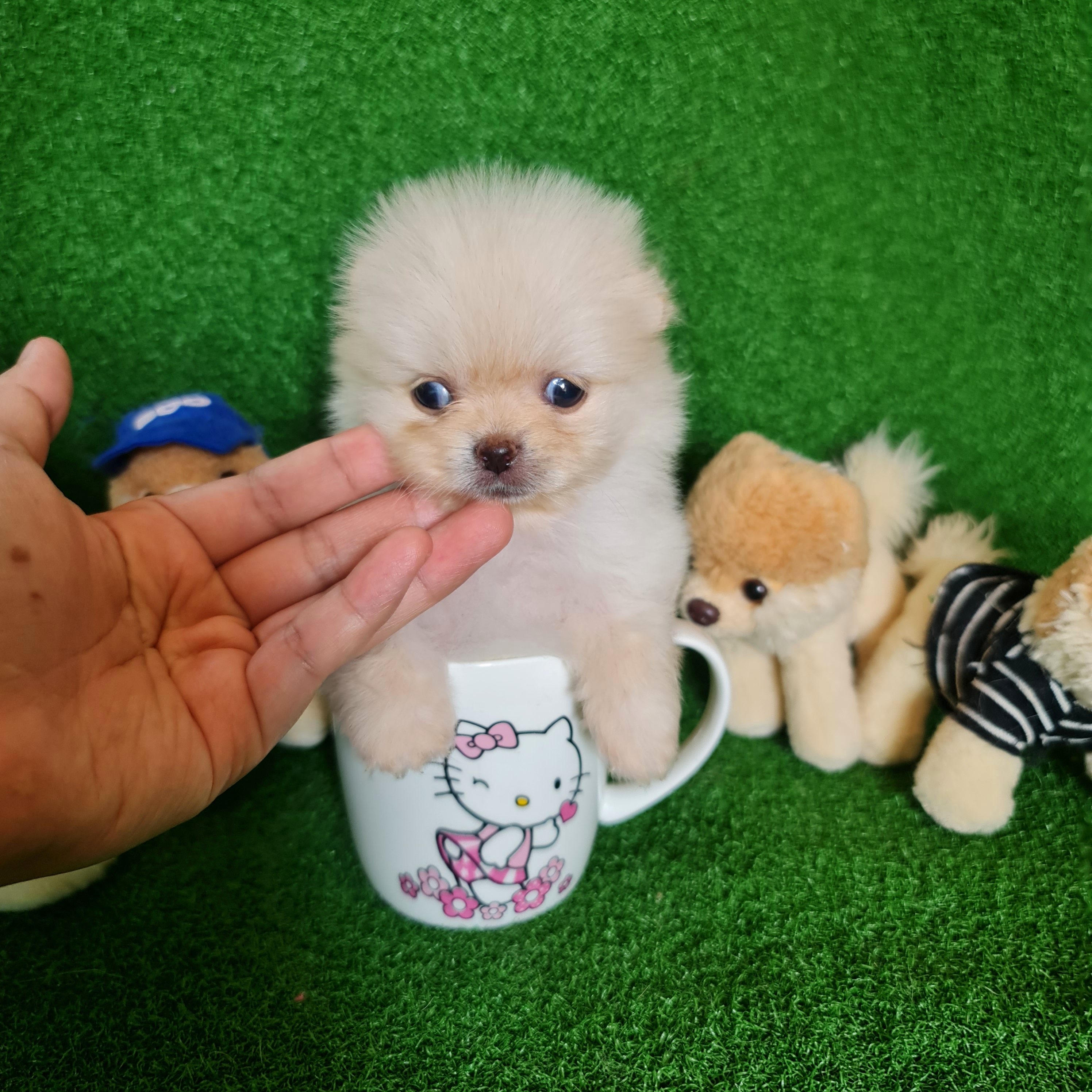ปอมเมอเรเนี่ยนลูกสาว ทีคัพสีครีม น่ารัก Female Cream sable teacup