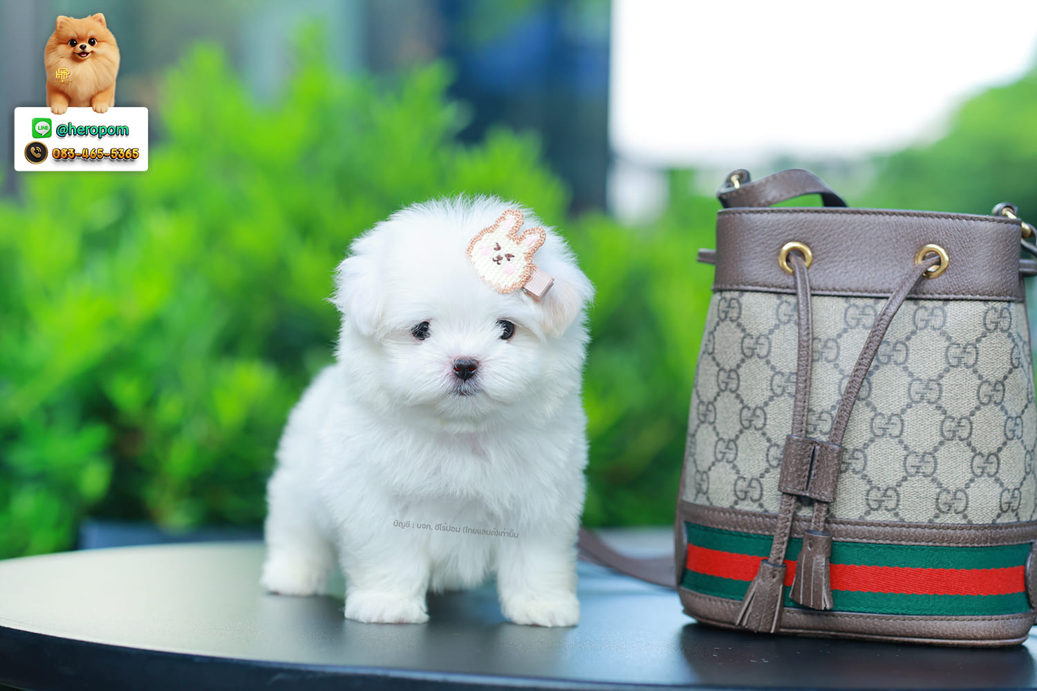 มอลทีส MTM-10564 เพศชาย สีขาว ตัวเล็กตัวน้อยมาก ๆ ขาสั้น ขนแน่นฟู หน้าตาทะเล้น น่ารักมาก ๆ ยิ้มเก่ง ขยันแจกความน่ารักสุด ๆ สายเลือดนำเข้า มีใบรับรองจากสมาคมพัฒนาพันธุ์สุนัข (ใบเพ็ดดีกรีเต็มใบ) ส่งทั่วประเทศ