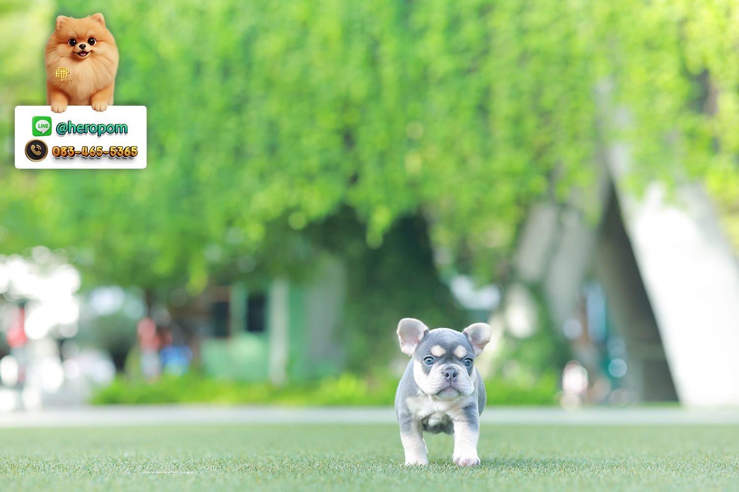 เฟรน บลูด็อก FHF-10959 เพศหญิง สี BlueTan ตัวจิ๋วตัวเล็กมาก สีสวย เป็นเจ้าเด็กอ้วนที่จ้ำม่ำน่าอุ้มมาก มีใบรับรองจากสมาคมพัฒนาพันธุ์สุนัข (ใบเพ็ดดีกรีเต็มใบ) ส่งทั่วประเทศ