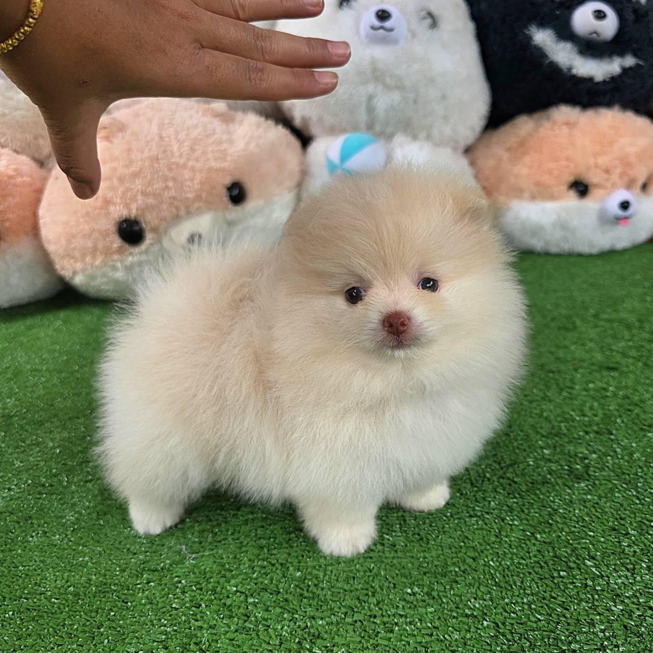 ปอมเมอเรเนี่ยนแท้ สีครีมจมูกตับฝรั่งจ๋าเพศผู้ Cream male