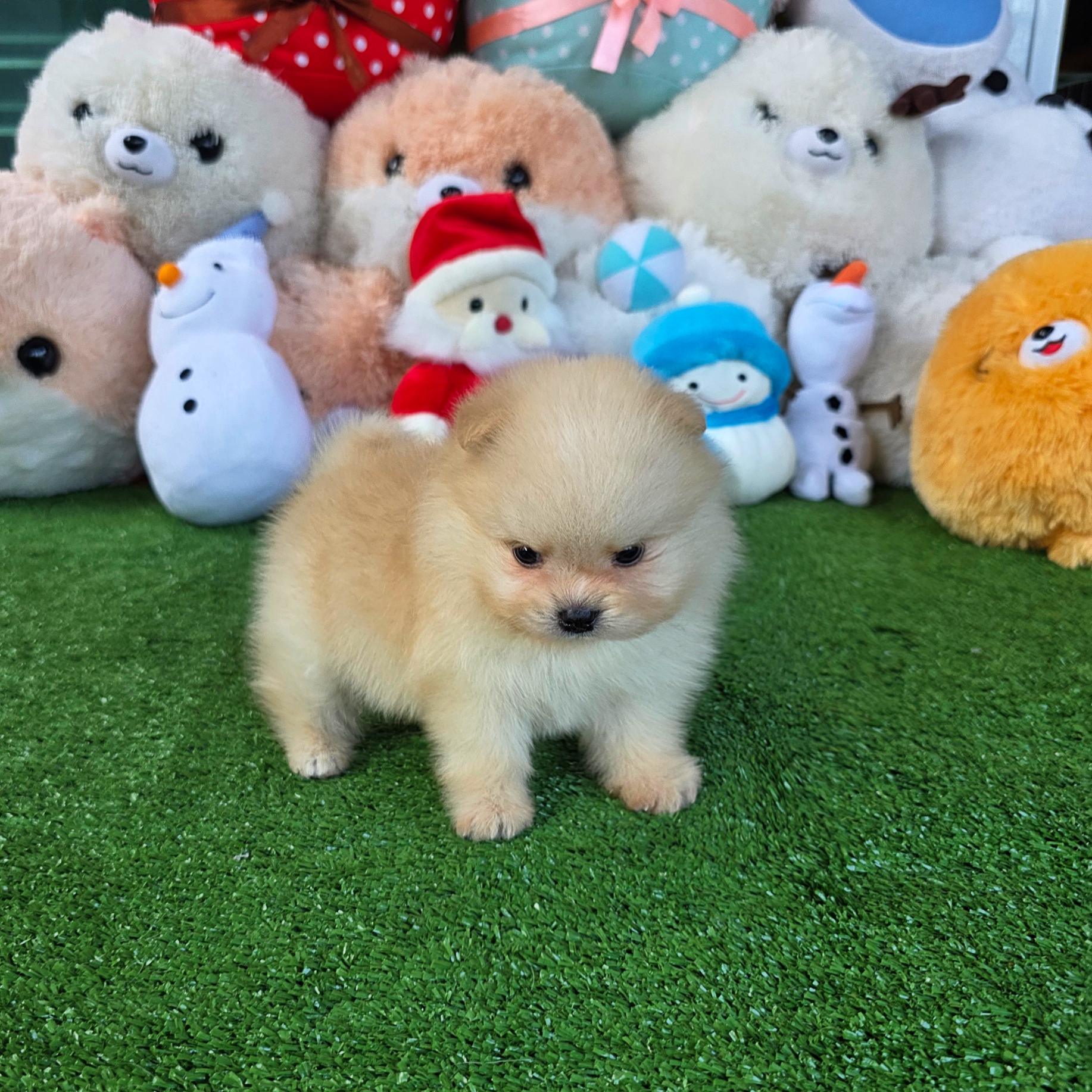 ปอมเมอเรเนี่ยนแท้ สีครีมเพศผู้ หมีๆ Cream male