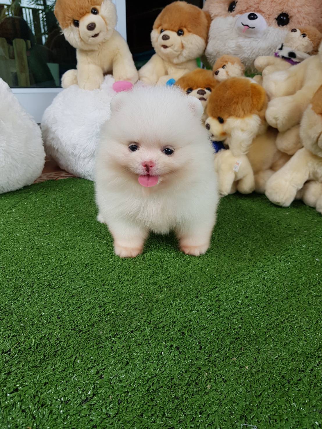 ลูกปอมเมอเรเนียนแท้ ด.ช.สีขาว