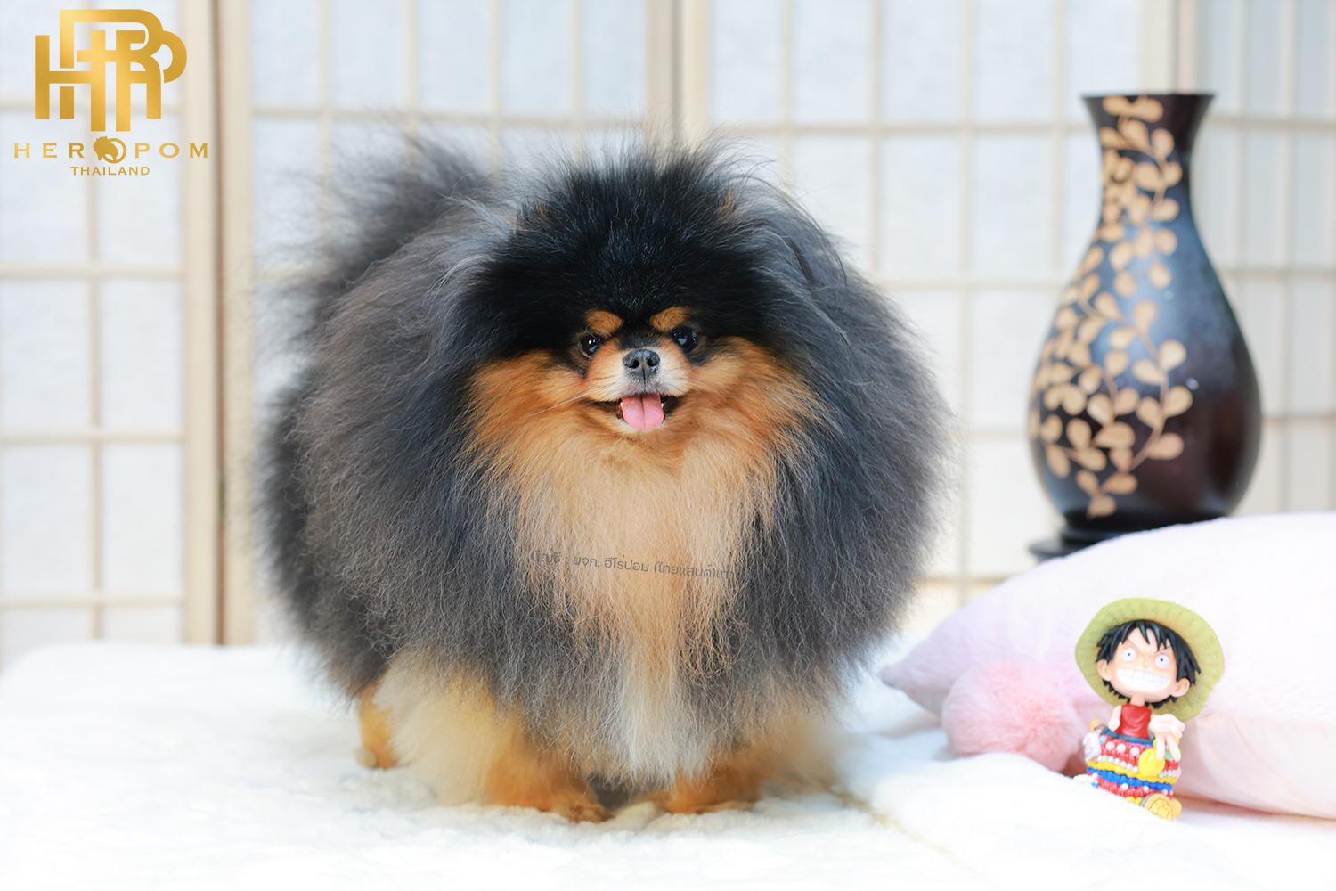 คุณพ่อ ครอปชาย | สีแบล็คแทน | น้ำหนัก | สูง