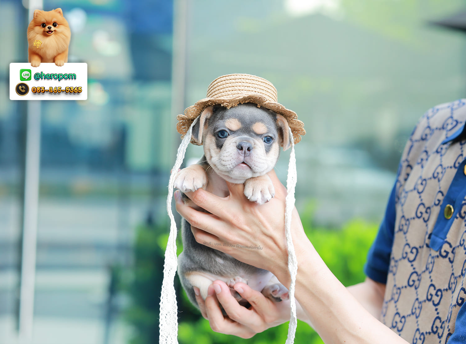 เฟรน บลูด็อก FHF-10958 เพศหญิง สี BlueTan ตัวจิ๋วตัวเล็กมาก สีสวย เป็นเจ้าเด็กอ้วนที่จ้ำม่ำน่าอุ้มมาก มีใบรับรองจากสมาคมพัฒนาพันธุ์สุนัข (ใบเพ็ดดีกรีเต็มใบ) ส่งทั่วประเทศ