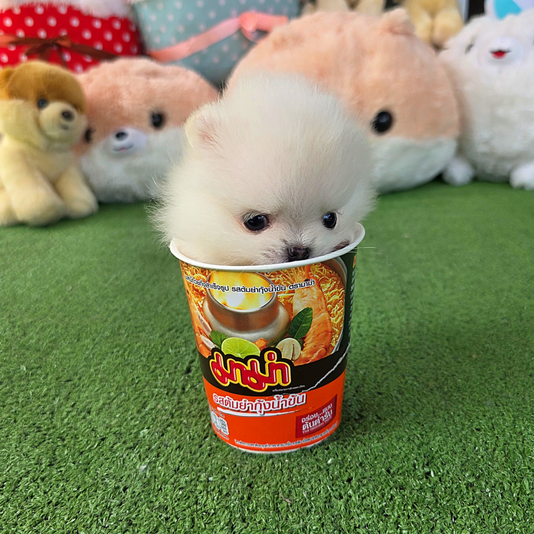 ปอมเมอเรเนี่ยนแท้ เพศเมีย ไซส์ทีคัพสวยๆ Teacup white female