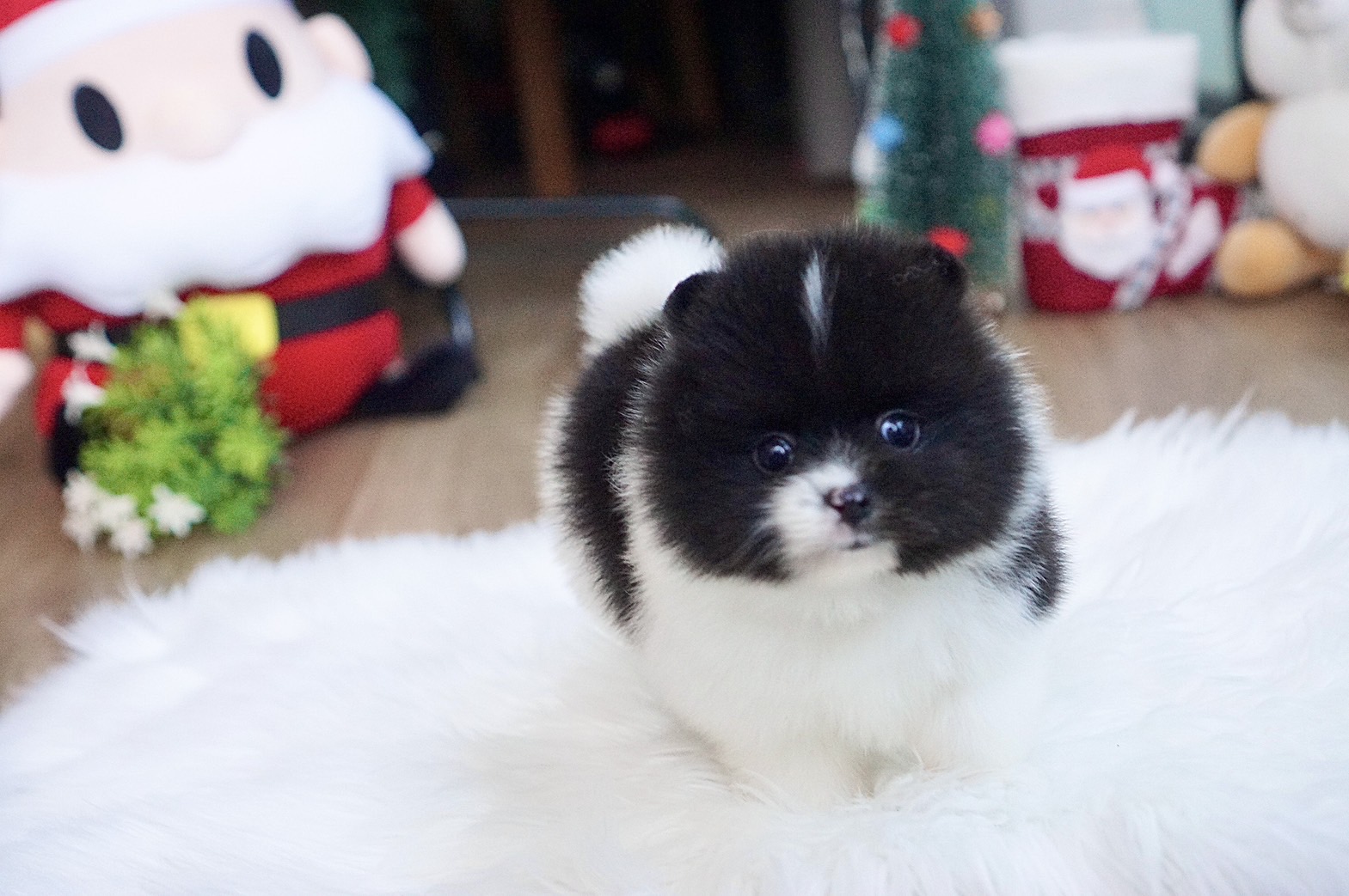 ปอมเมอเรเนี่ยนหน้าหมีแพนด้า ลูกชายหล่อเทพ Panda male