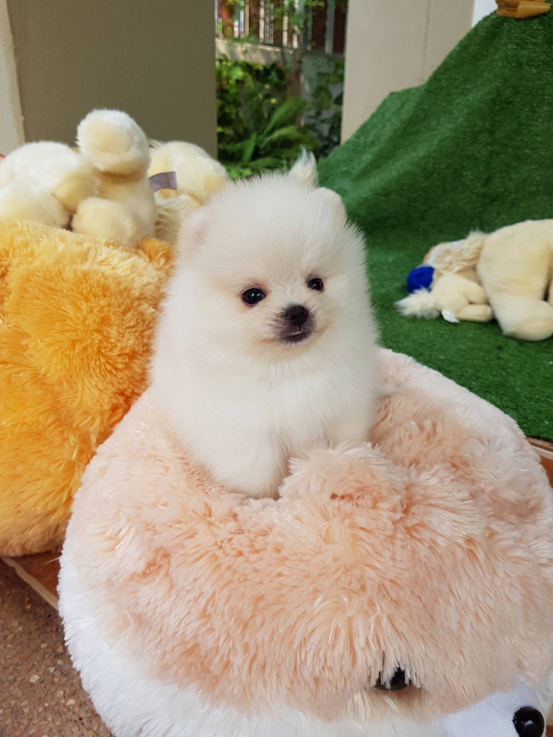 ลูกปอมเมอเรเนียนแท้ ด.ช สีขาวครีม ตากลมลำไย