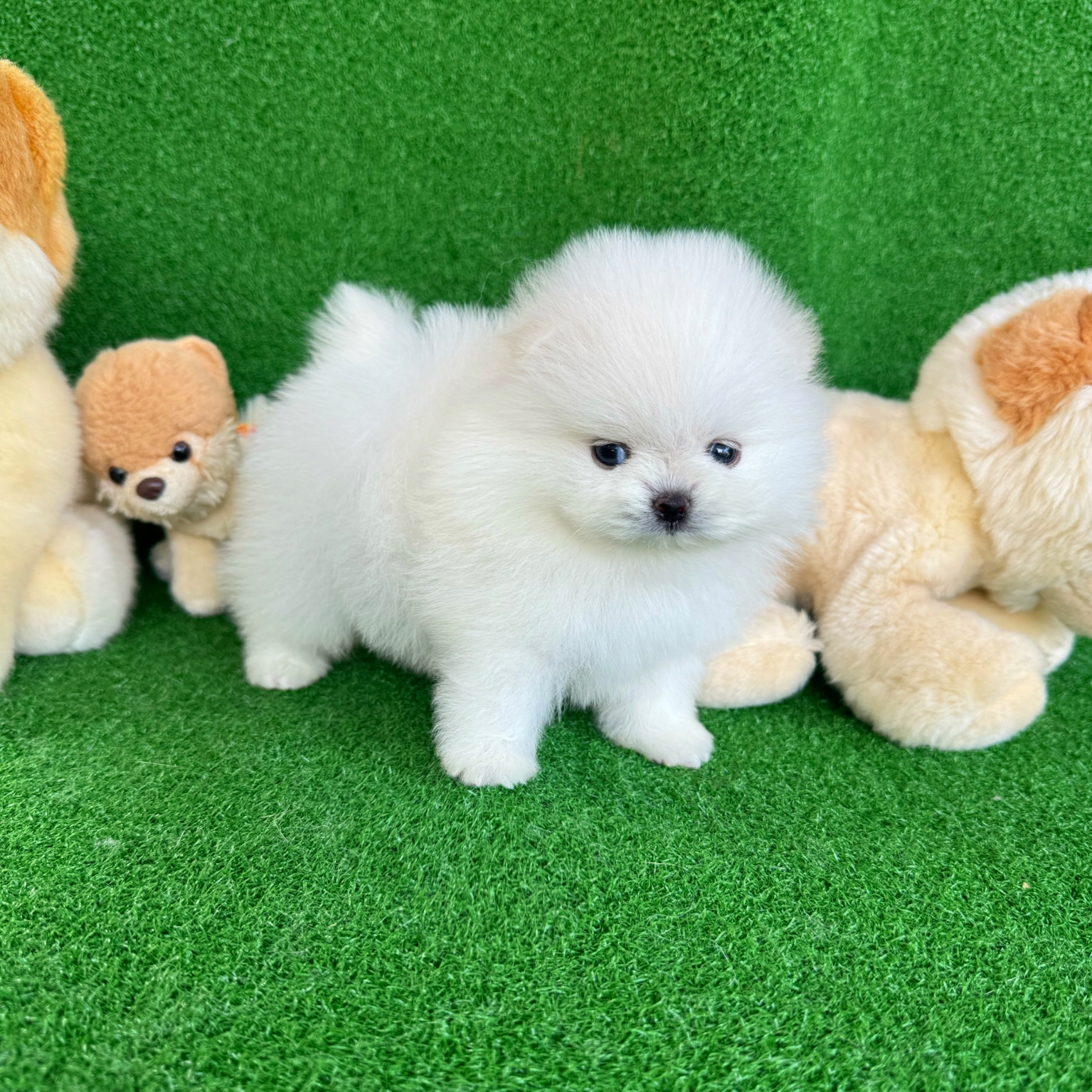 ปอมเมอเรเนี่ยนแท้หน้าหมี เพศผู้ เกาหลีสุดๆ White bearface male