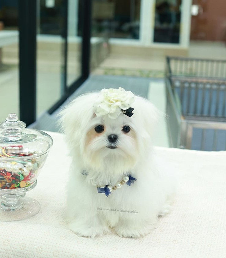 มอลทีส MTF-58066 เพศหญิง สีขาว นำเข้าจากเกาหลี ตากลมโต ตัวเล็กตัวน้อยมาก ๆ ขาสั้น หน้าตาทะเล้น น่ารักมาก ๆ ยิ้มเก่ง ขยันแจกความน่ารักสุด ๆ สายเลือดนำเข้า มีใบรับรองจากสมาคมพัฒนาพันธุ์สุนัข (ใบเพ็ดดีกรีเต็มใบ) ส่งทั่วประเทศ