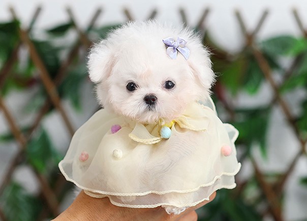 BCF-85788 Bichon frise เพศหญิง สีขาว อายุ 2 เดือน ตัวเล็ก จิ๋วมากก หน้าตาน่ารัก ตุ๊กตาสุดๆ