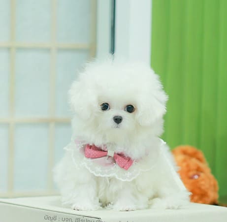 มินิบิชอง BCF-56077 เพศหญิง สีขาว ขนสีขาวนุ่มสุด ๆ จมูกเหมือนรูปหัวใจนิด ๆ สายหวานแบบลูกคุณหนู หน้าตาน่ารัก ท่าเดินเหมือนตุ๊กตาไขลาน มีใบรับรองจากสมาคมพัฒนาพันธุ์สุนัข (ใบเพ็ดดีกรีเต็มใบ) ส่งทั่วประเทศ