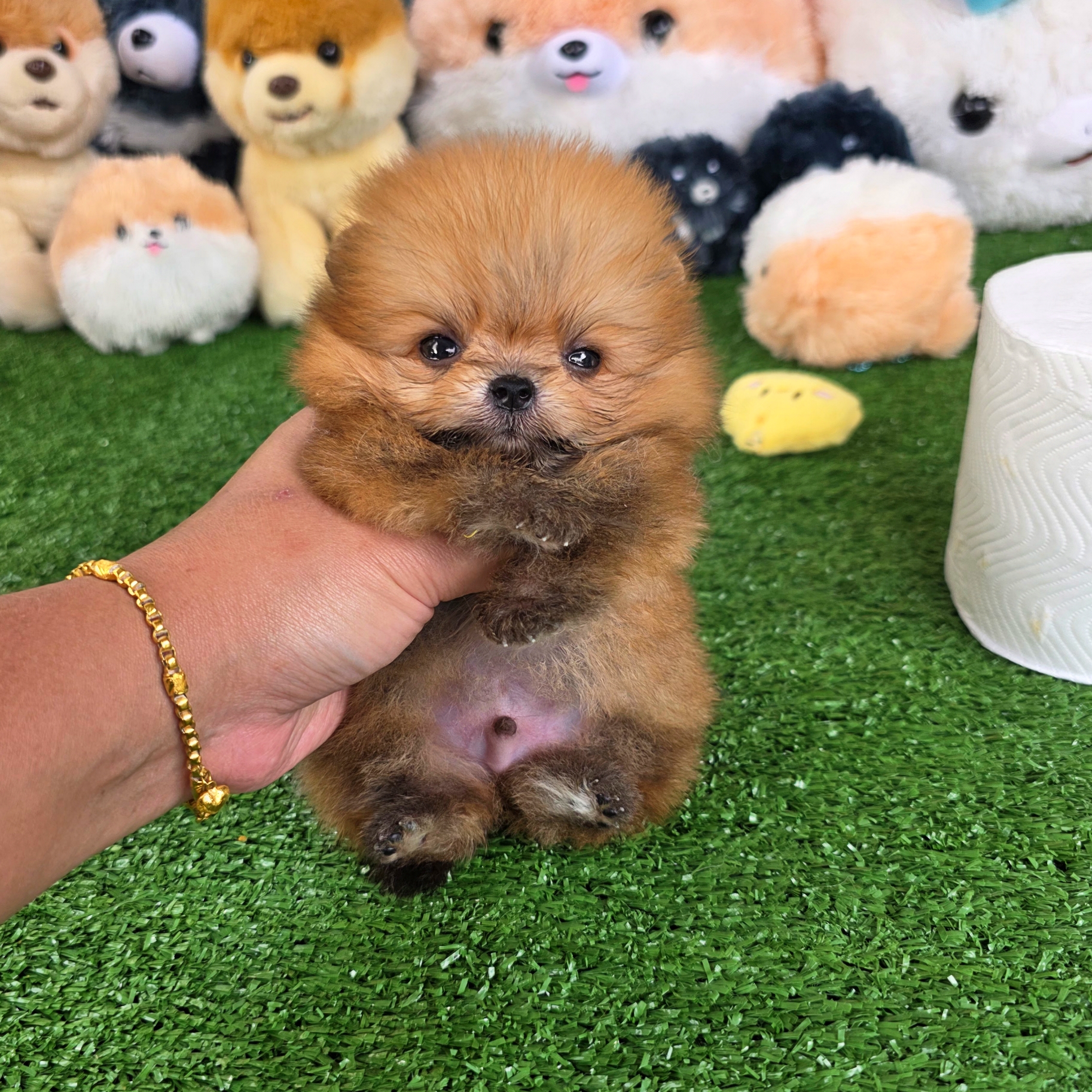 ปอมเมอเรเนี่ยนแท้ จิ๋วมากมินิทีคัพเด็กชาย Orange mini teacup male