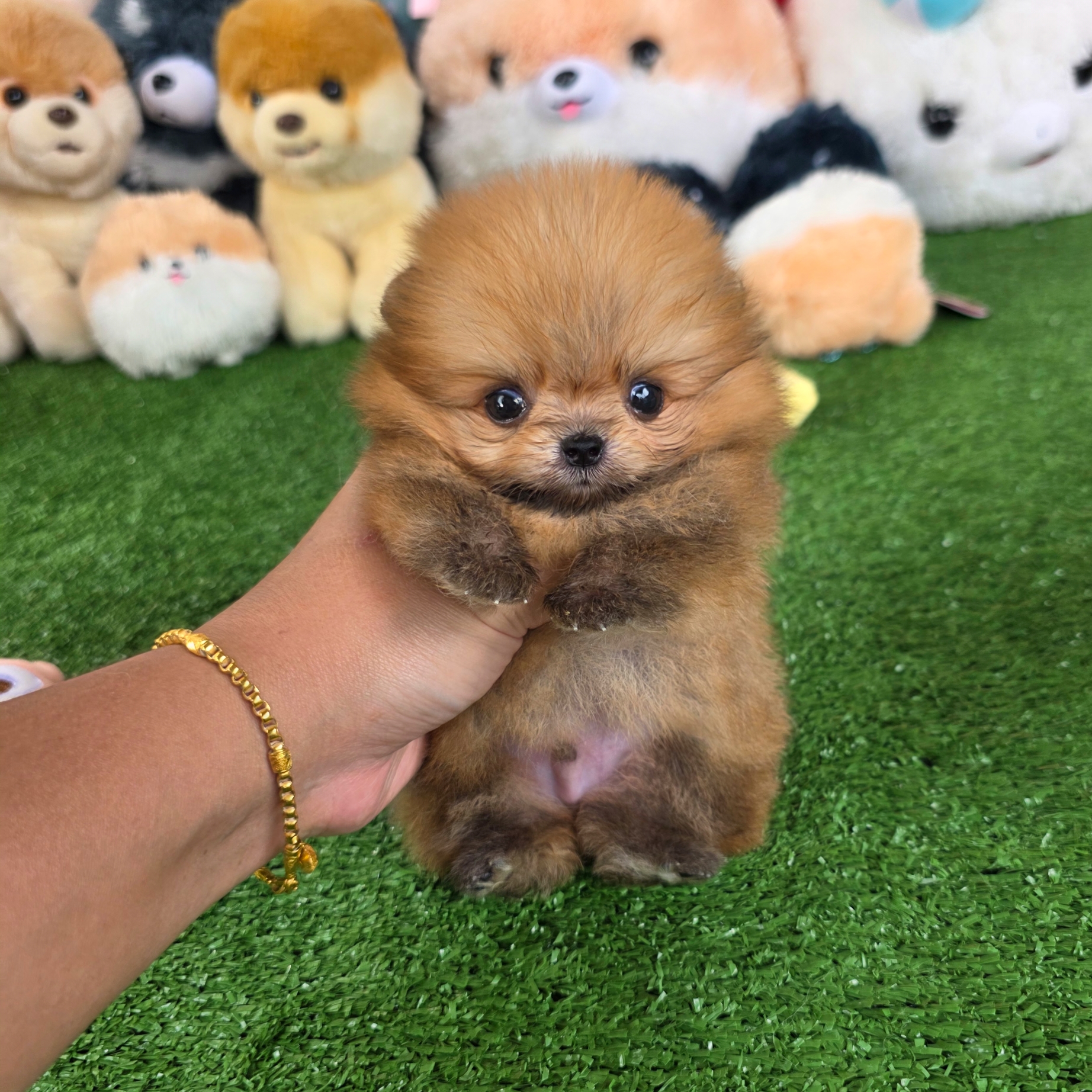 ปอมเมอเรเนี่ยนแท้ จิ๋วมากมินิทีคัพเด็กชาย Orange mini teacup male