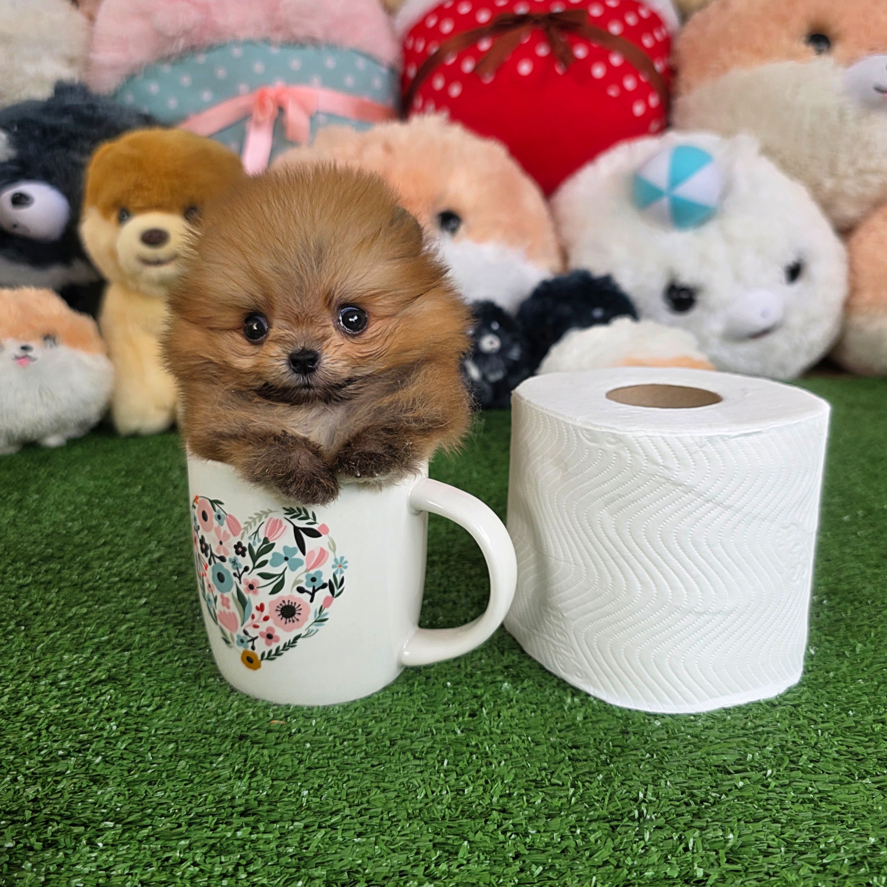 ปอมเมอเรเนี่ยนแท้ จิ๋วมากมินิทีคัพเด็กชาย Orange mini teacup male