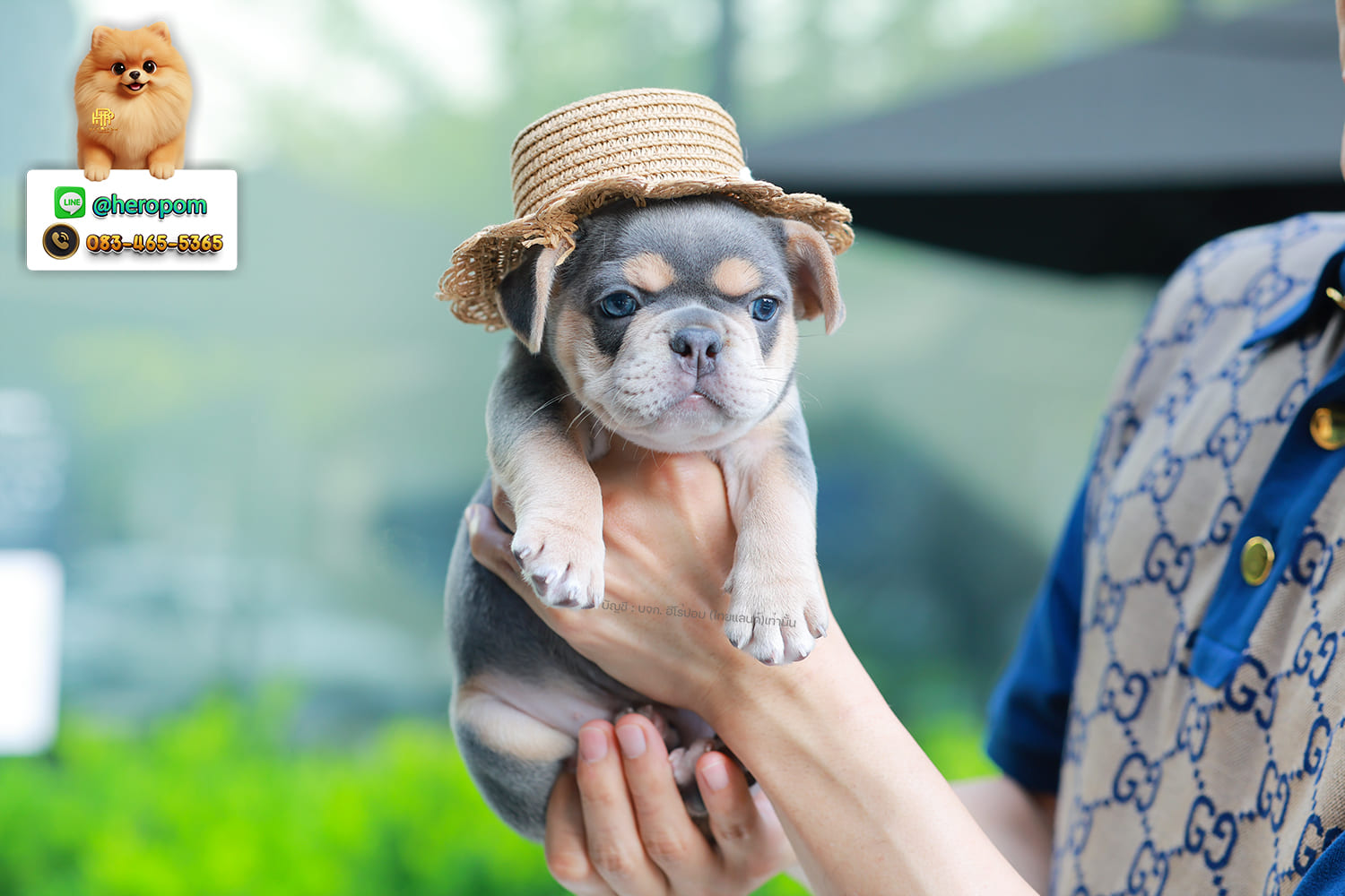 เฟรน บลูด็อก FHF-10958 เพศหญิง สี BlueTan ตัวจิ๋วตัวเล็กมาก สีสวย เป็นเจ้าเด็กอ้วนที่จ้ำม่ำน่าอุ้มมาก มีใบรับรองจากสมาคมพัฒนาพันธุ์สุนัข (ใบเพ็ดดีกรีเต็มใบ) ส่งทั่วประเทศ