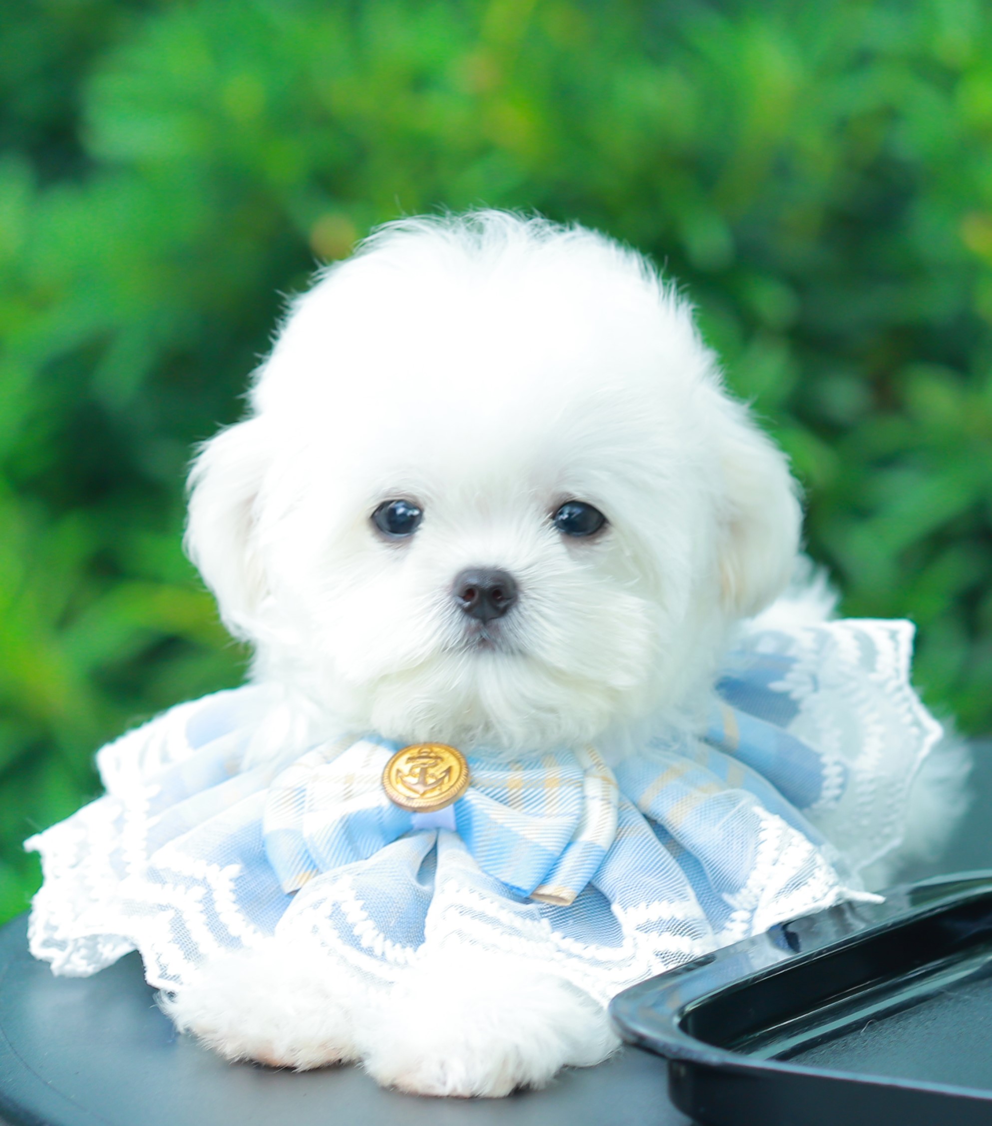 มินิบิชอง BCM-79089 เพศชาย สีขาว อายุ เดือน น้ำหนัก KG ส่วนสูง CM