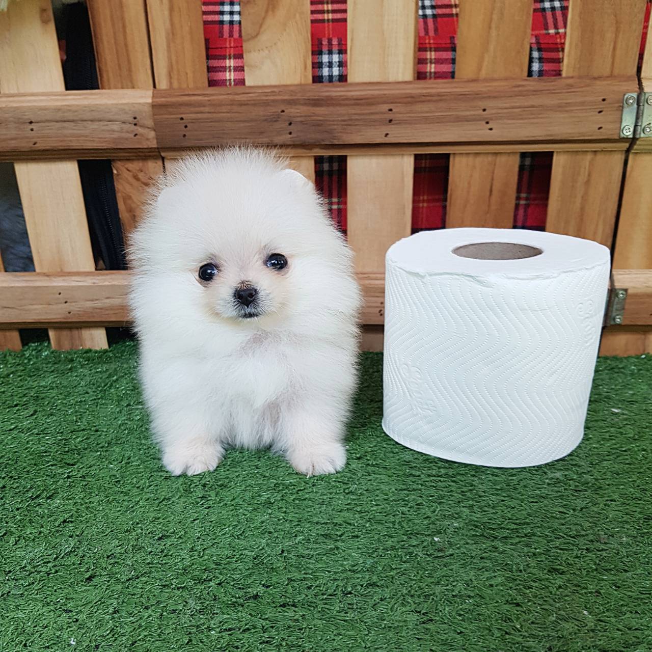 ลูกปอมเมอเรเนียนแท้ ด.ญ.ขาวครีมจิ๋ว ไซร์ทีคัพ