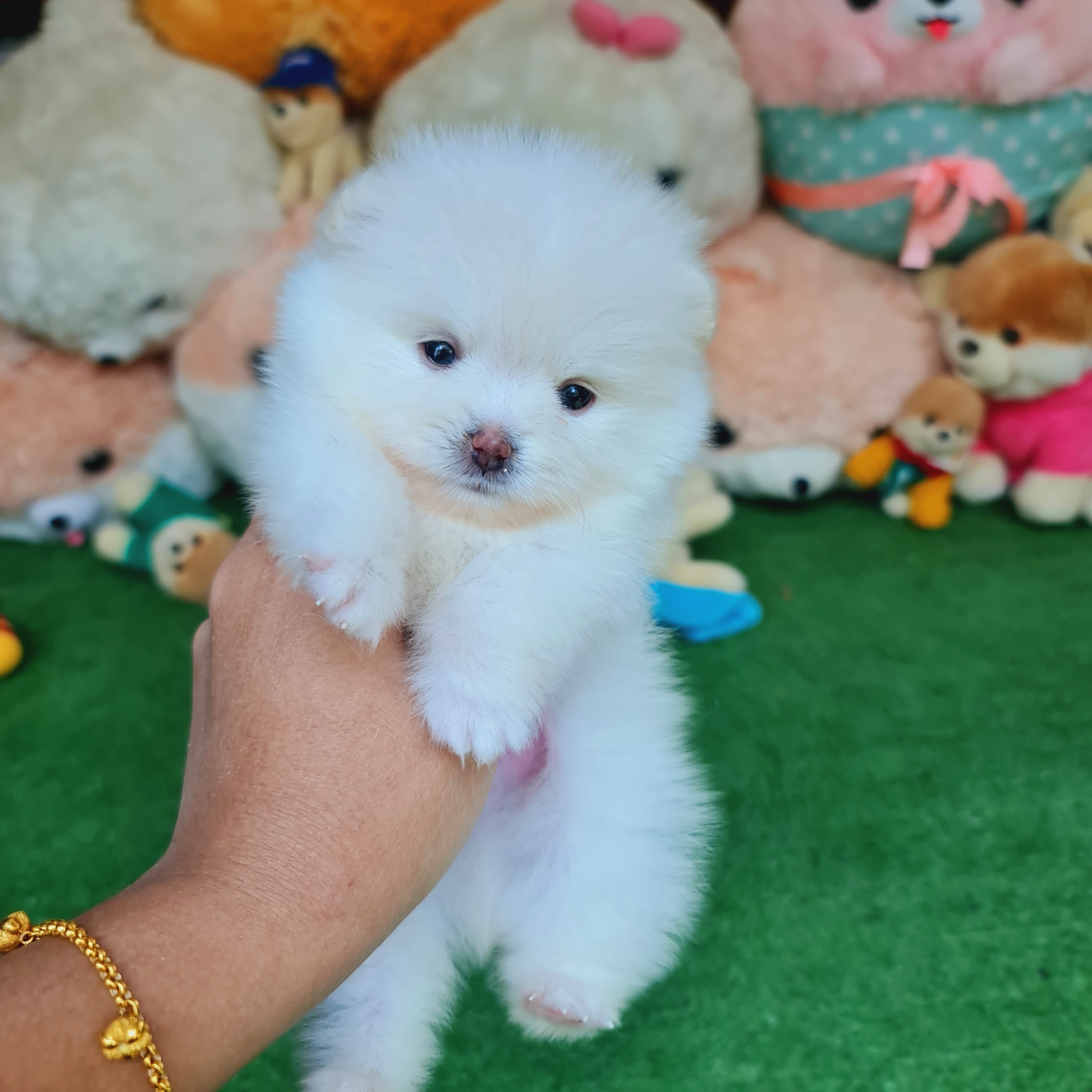 ปอมเมอเรเนี่ยนแท้ สีขาวหน้าหมี เพศผู้ทีคัพ
