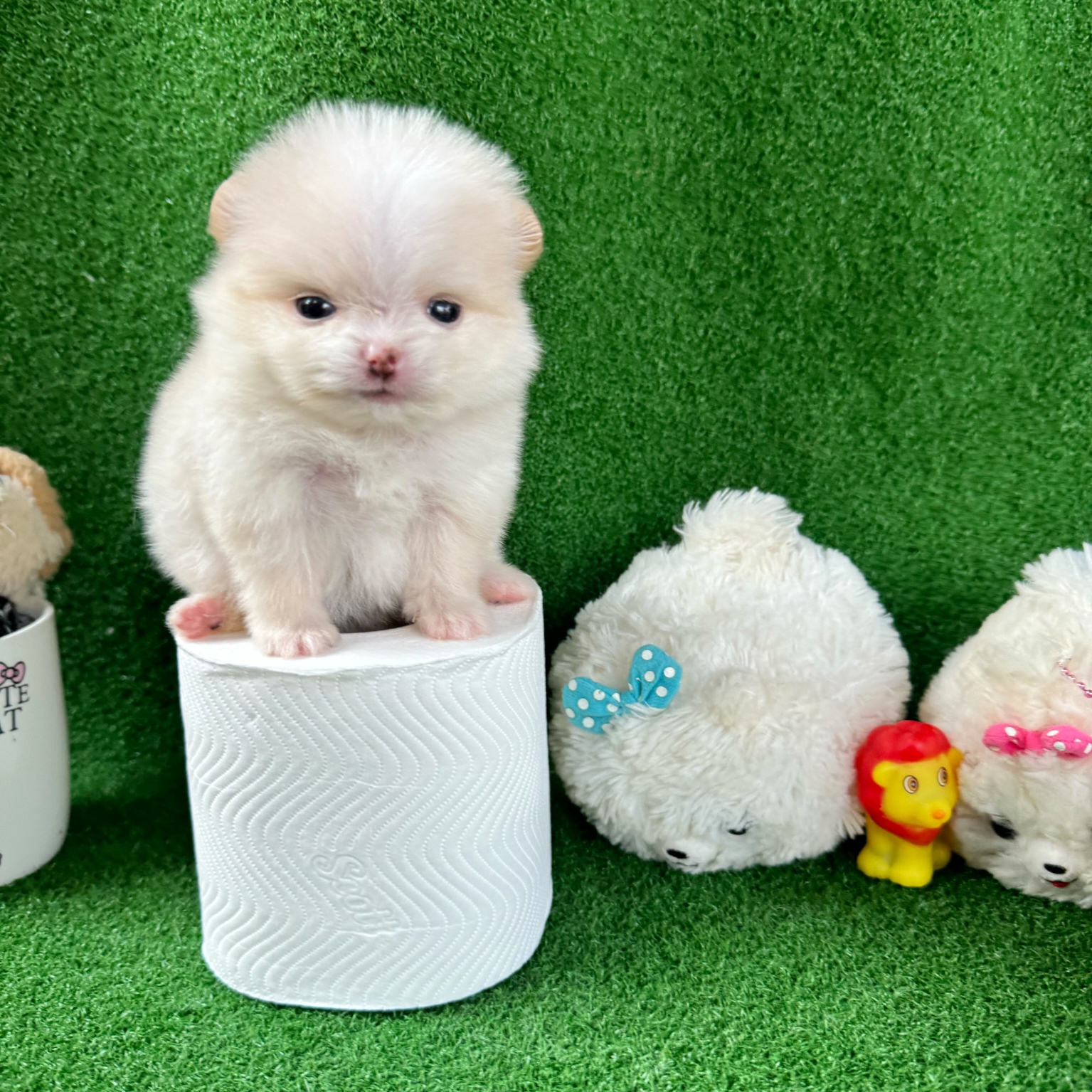 ปอมเมอเรเนี่ยนแท้มินิทีคัพ จิ๋วๆ ลูกสาว White cream mini teacup female