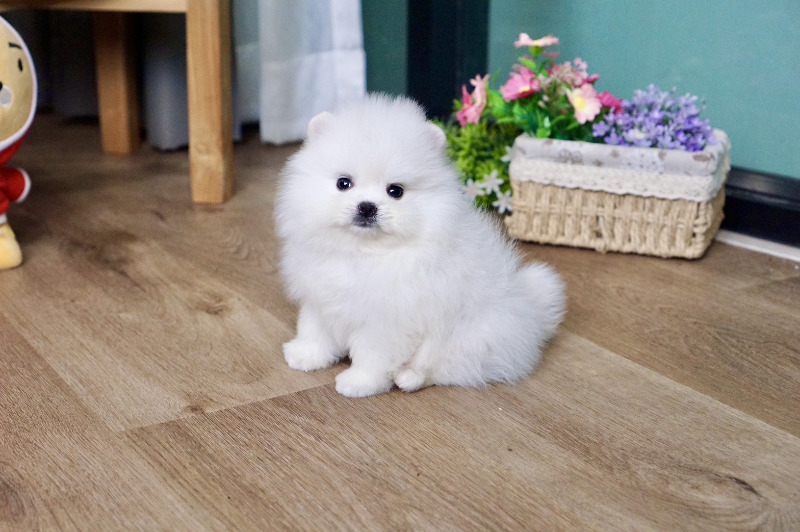ปอมเมอเรเนี่ยนหน้าหมี ขาวโบ๊ะบ๊ะ Pure white pomeranian