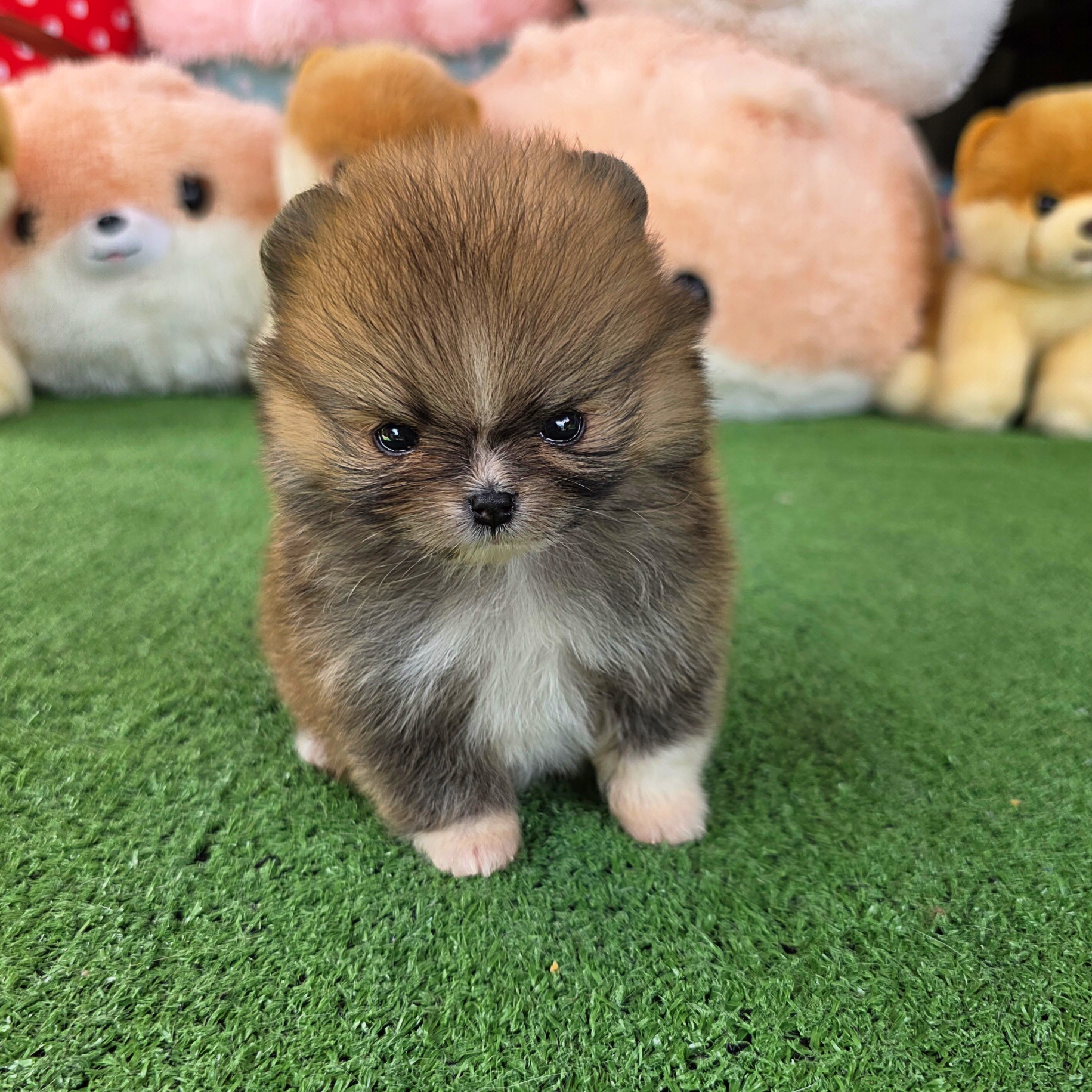 ปอมเมอเรเนี่ยนแท้ เพศเมีนทีคัพ ใส่ถุงเท้าสวยๆ Teacup female