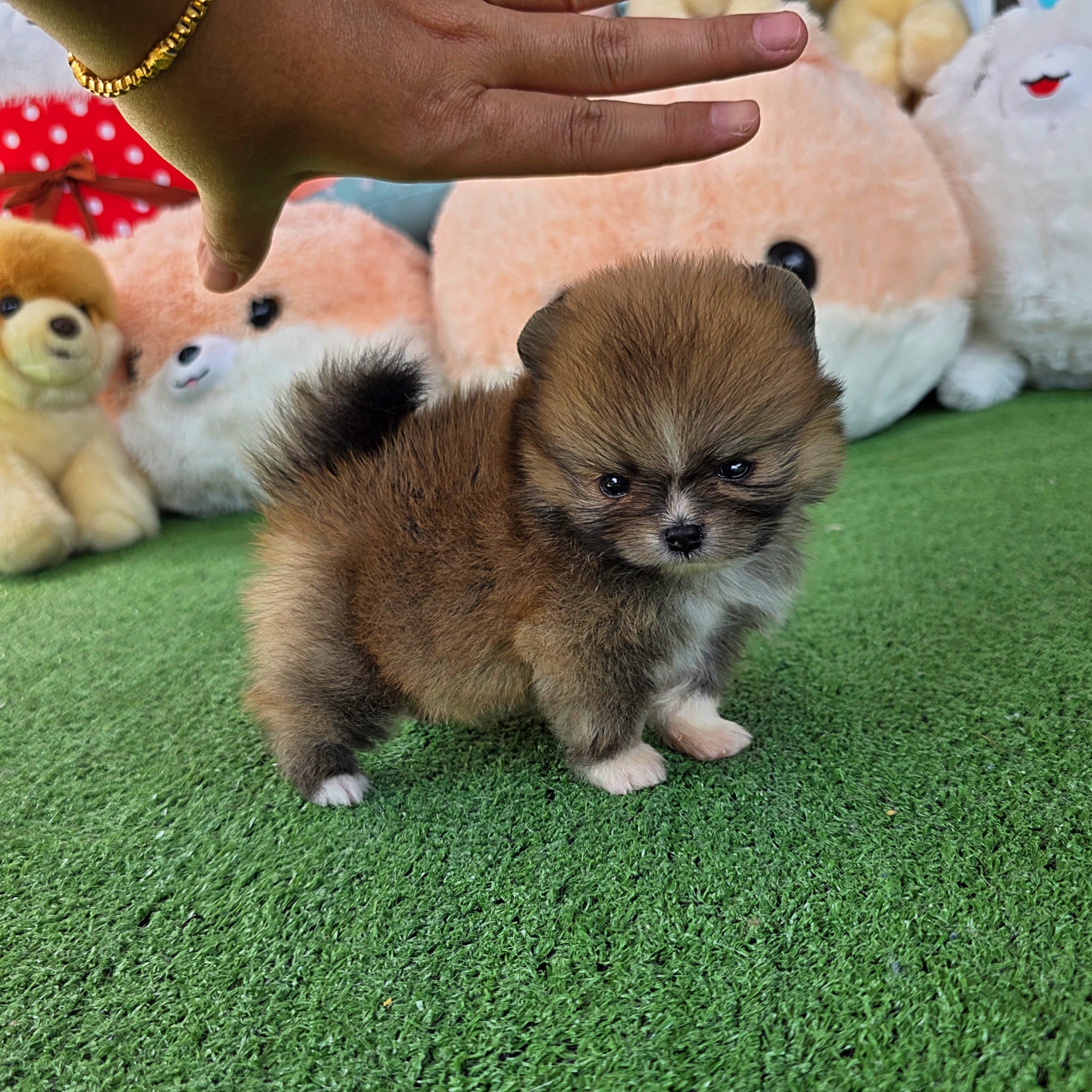 ปอมเมอเรเนี่ยนแท้ เพศเมีนทีคัพ ใส่ถุงเท้าสวยๆ Teacup female