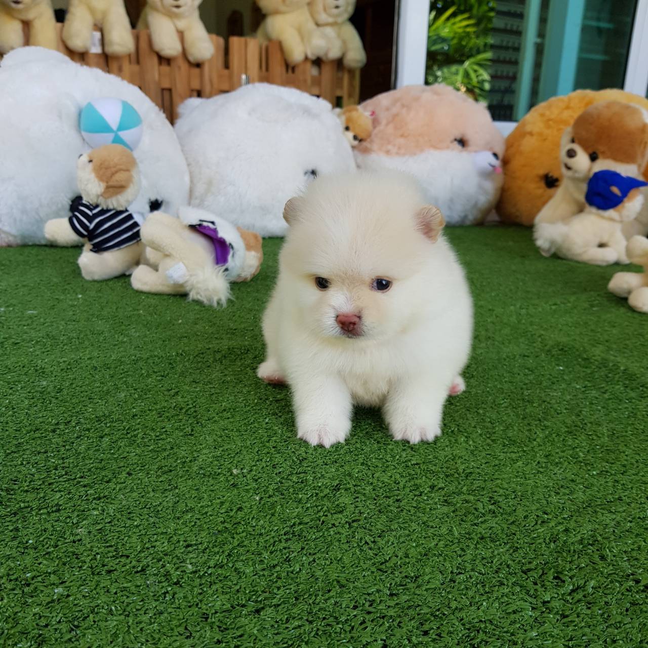 ลูกปอมเมอเรเนียนแท้ ด.ช.สีขาว