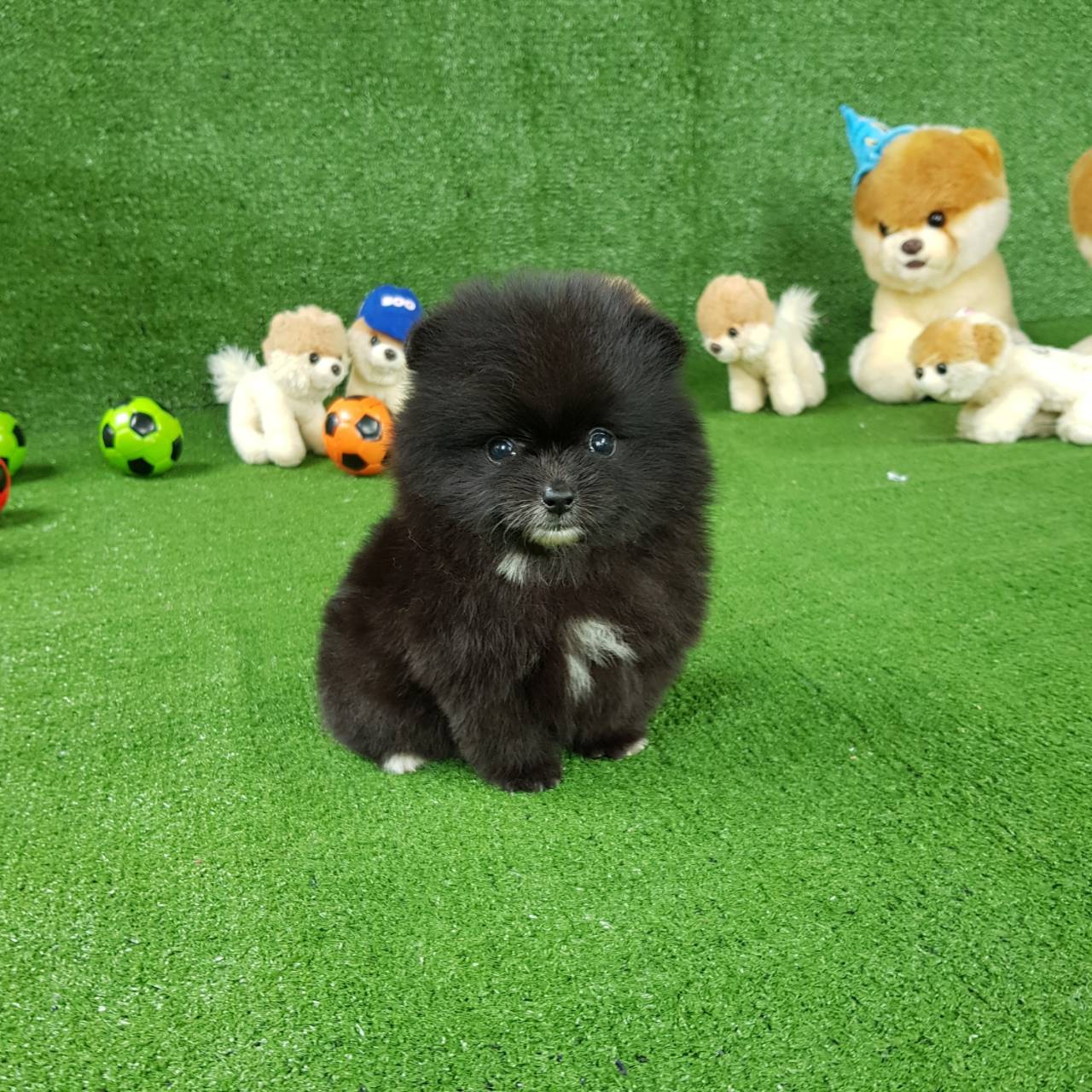ลูกปอมเมอเรเนียนแท้ ด.ญ.สีดำ Black Female
