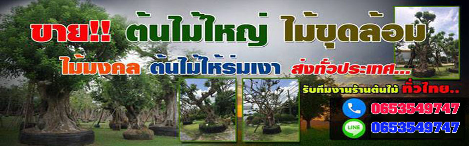 ขายไม้ล้อมหนองคาย